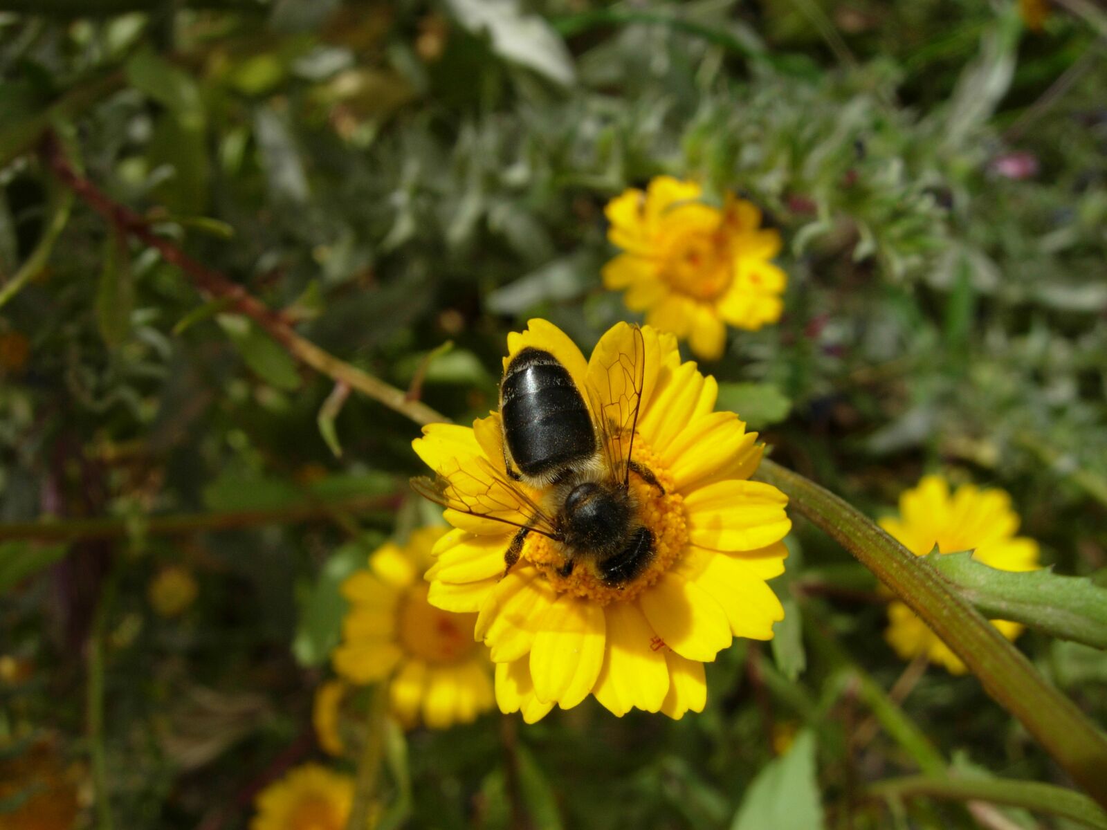 Nikon COOLPIX P3 sample photo. Bee, flowers, forage photography