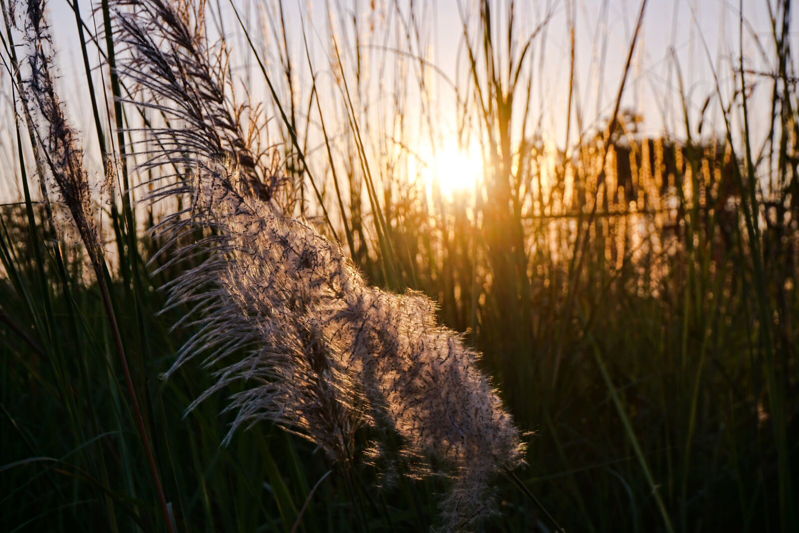 Sony E 16-50mm F3.5-5.6 PZ OSS sample photo. Reed, nature, grass photography