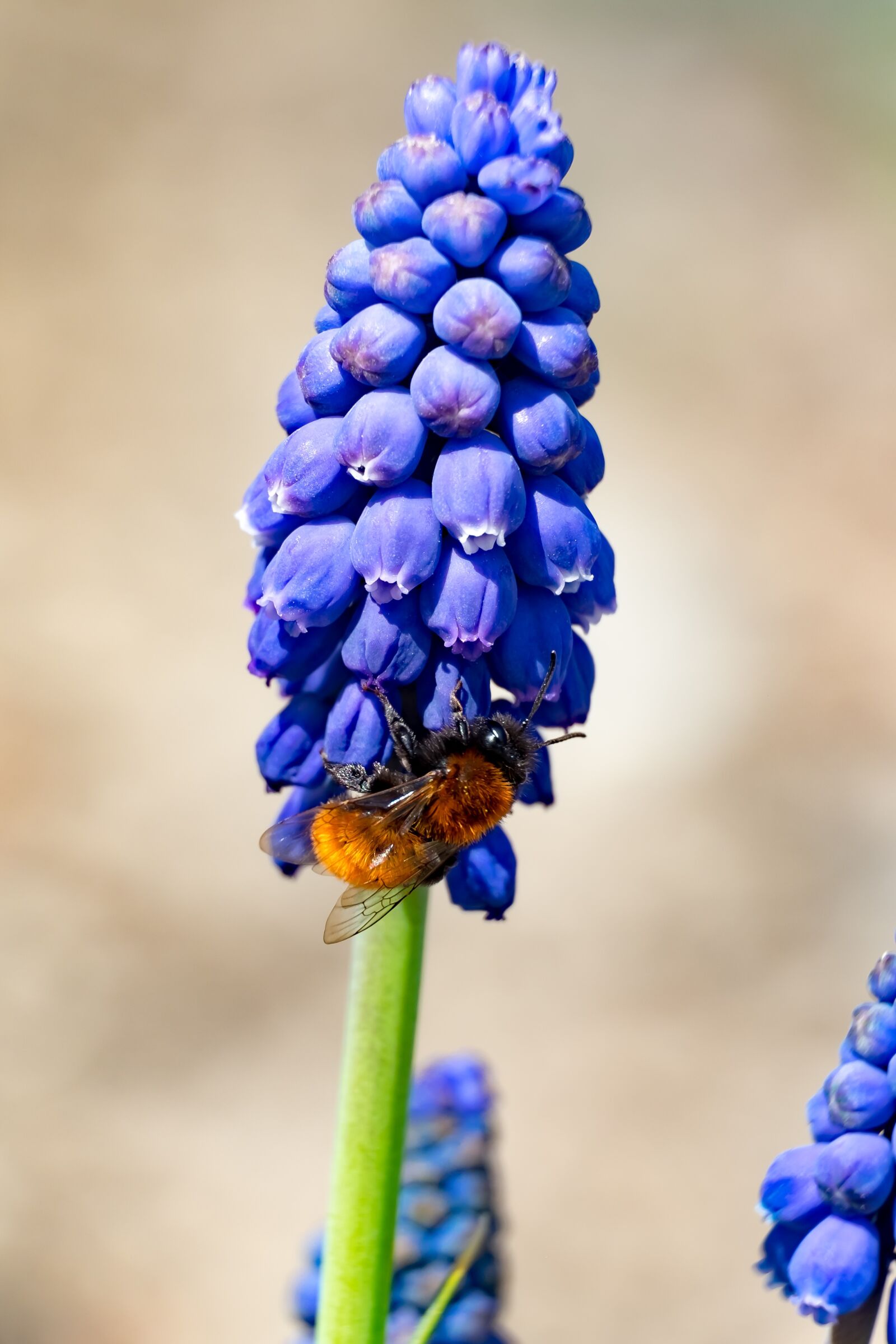 Fujifilm XF 55-200mm F3.5-4.8 R LM OIS sample photo. Flower, szafirek, spring photography