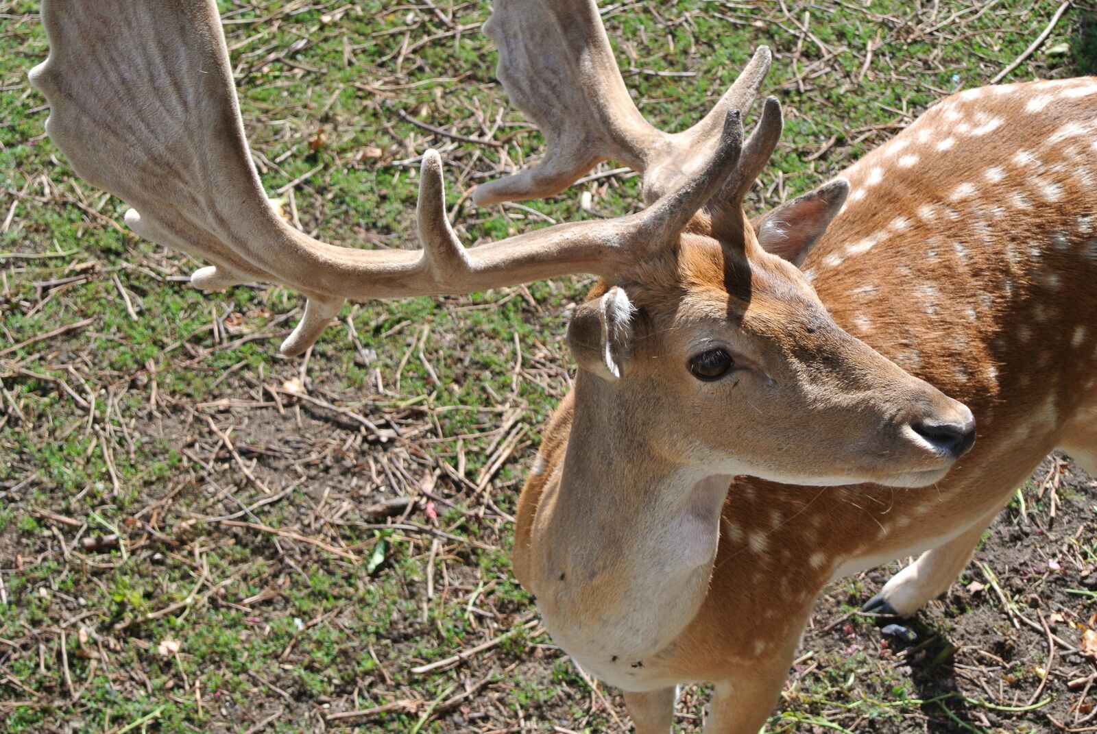 Nikon 1 Nikkor VR 10-30mm F3.5-5.6 sample photo. Hirsch, antler, nature photography