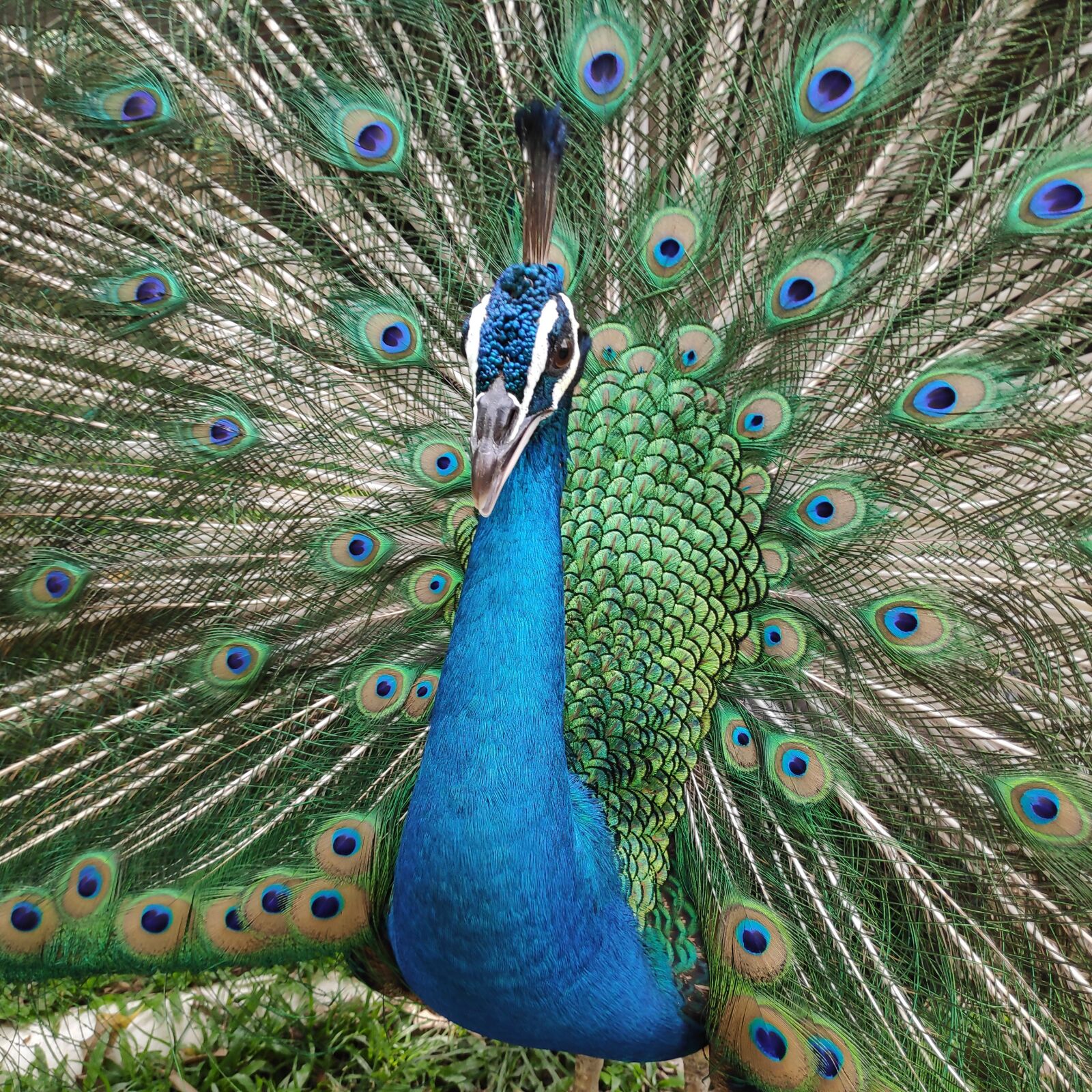 Xiaomi POCO F1 sample photo. Peacock feather, peacock, bird photography