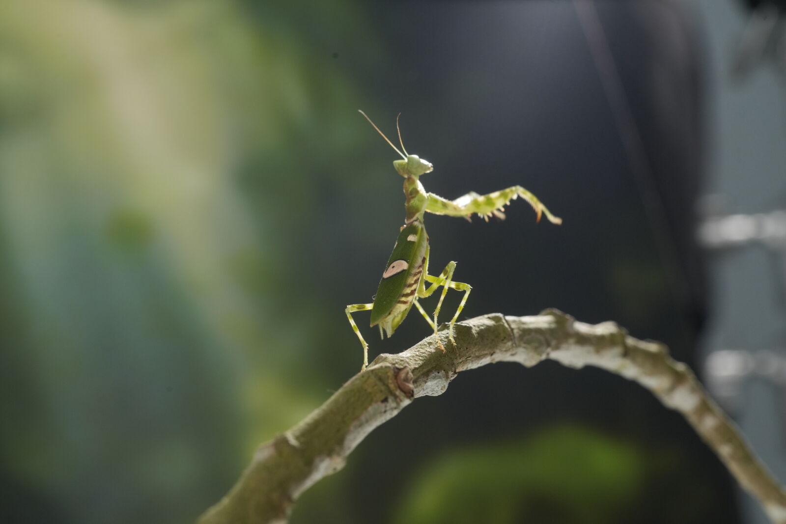 Sony a7R V sample photo