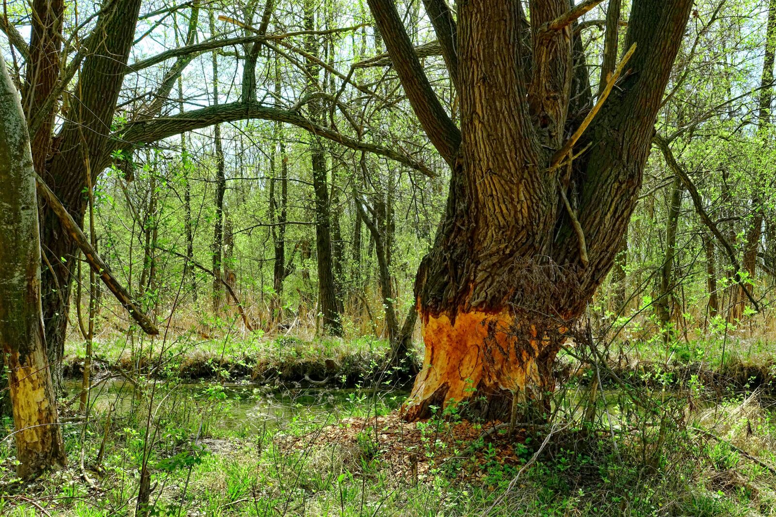 Sony Cyber-shot DSC-RX10 III sample photo. Wood, nature, tree photography