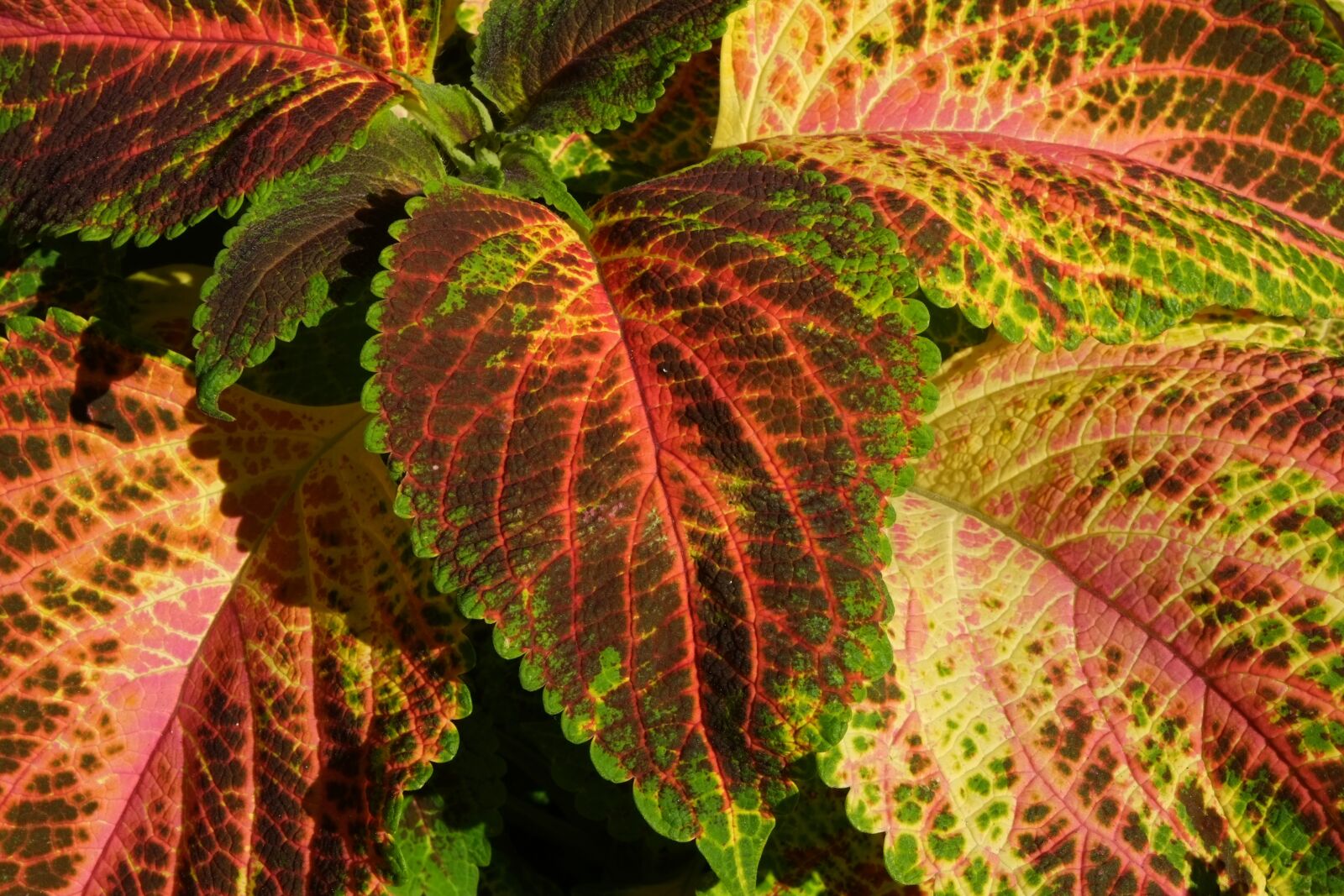 Fujifilm X-E1 sample photo. Colorful nettle, nettle, plant photography