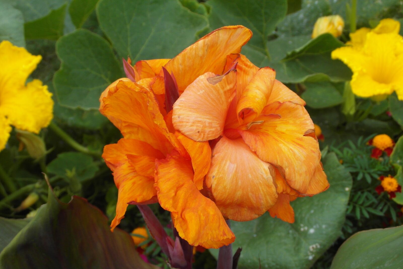 Samsung WB750 sample photo. Flower india, orange, flora photography