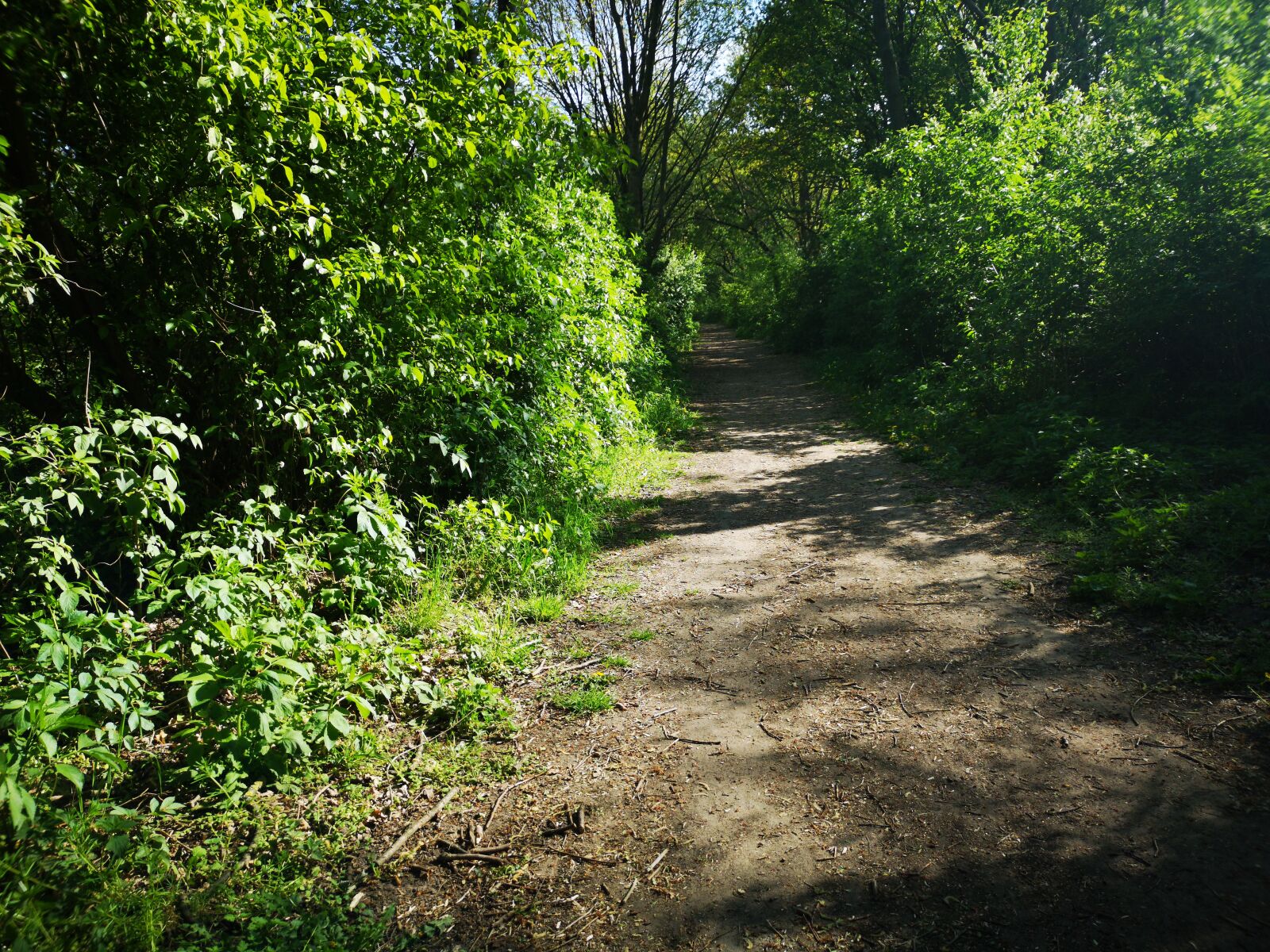 HUAWEI CLT-L29 sample photo. Forest, sun, landscape photography