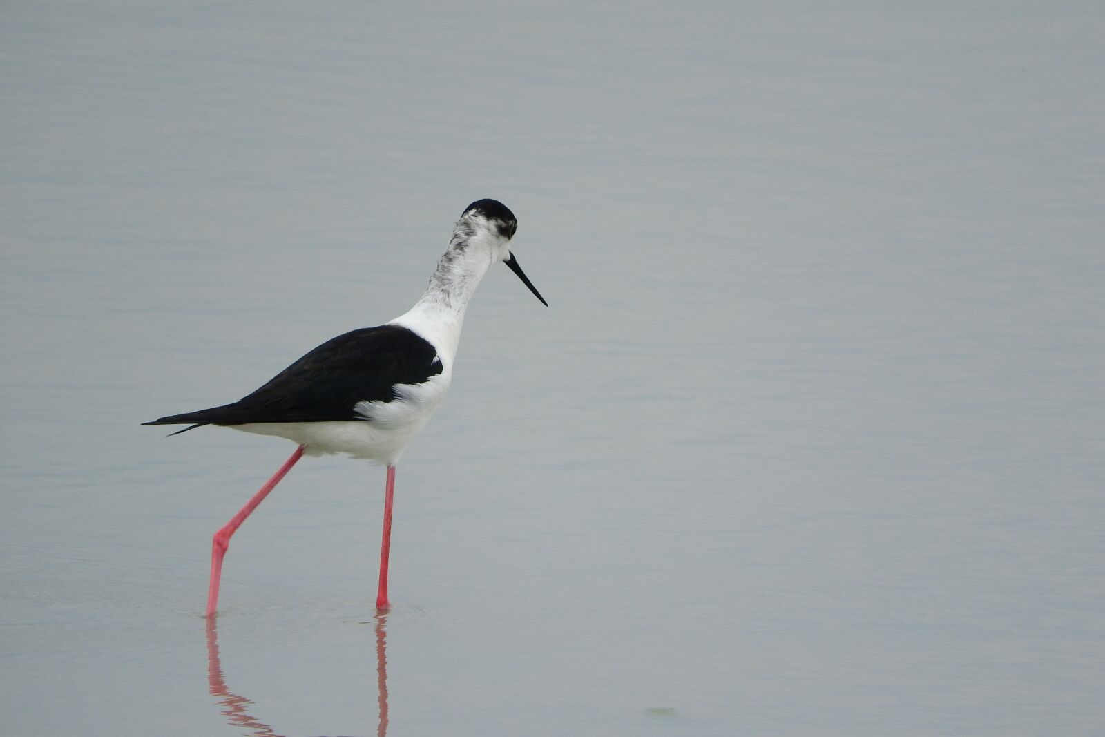 Nikon Coolpix P610 sample photo. Pisila stilt, himantopus himantopus photography
