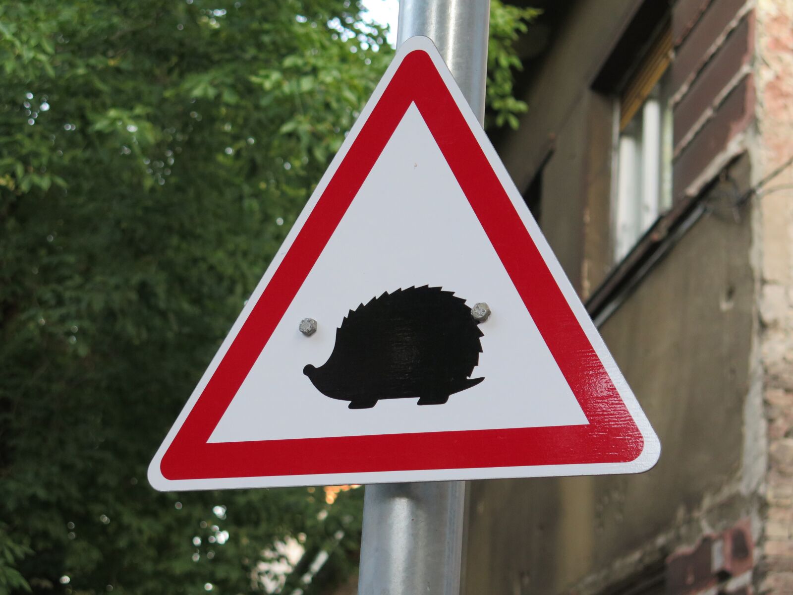 Canon PowerShot G16 sample photo. Hedgehogs, hazard, rules of photography
