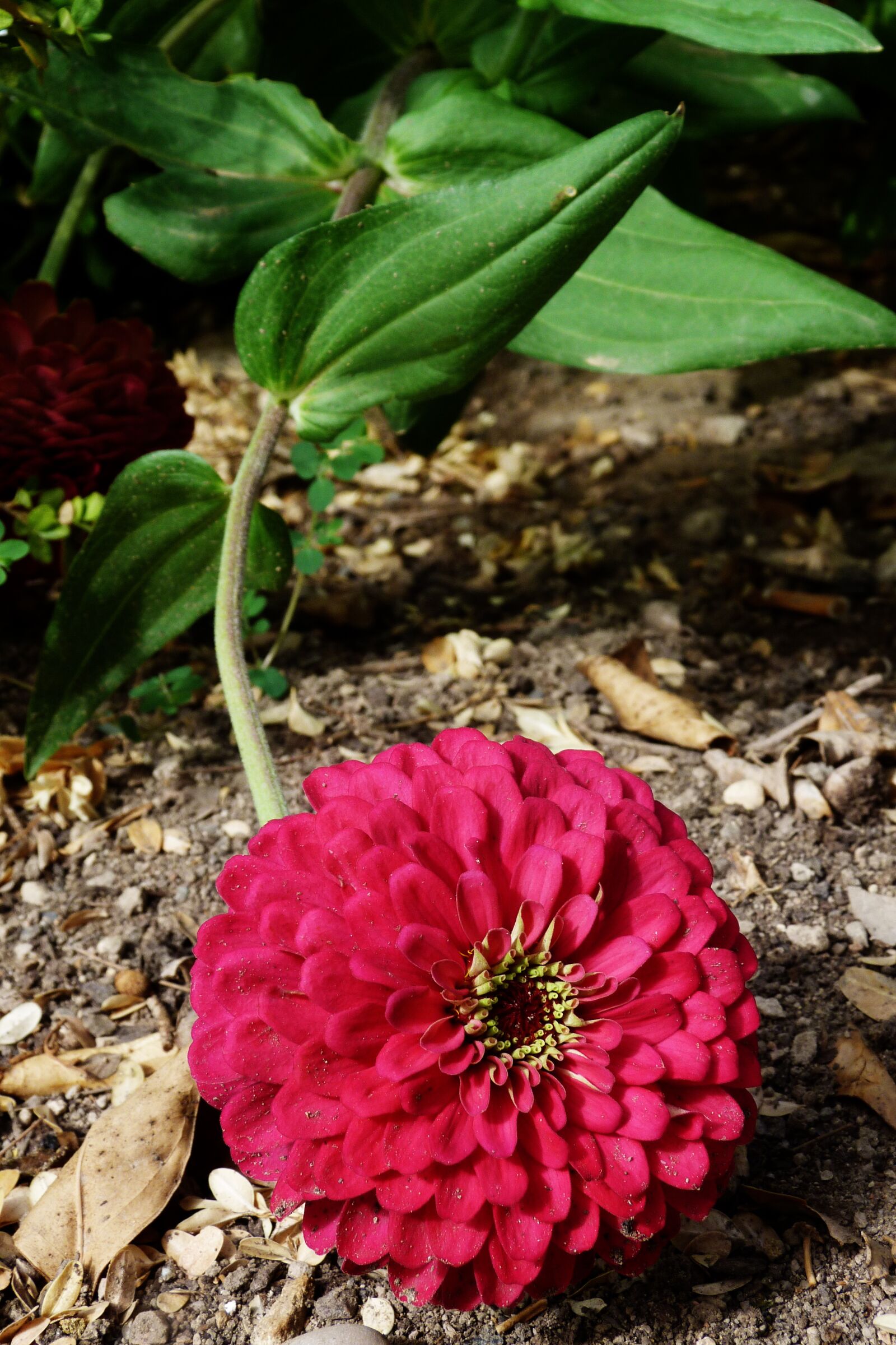 Panasonic Lumix DMC-FZ40 (Lumix DMC-FZ45) sample photo. Flower, petal, garden photography