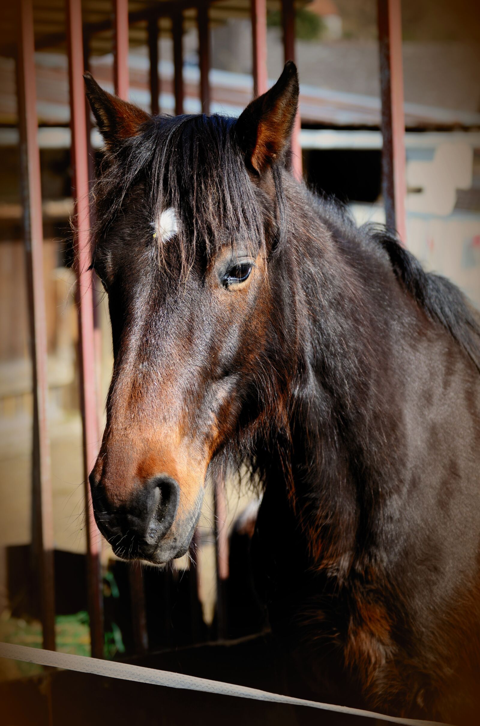 Nikon D610 sample photo. Horse, stallion, brown photography