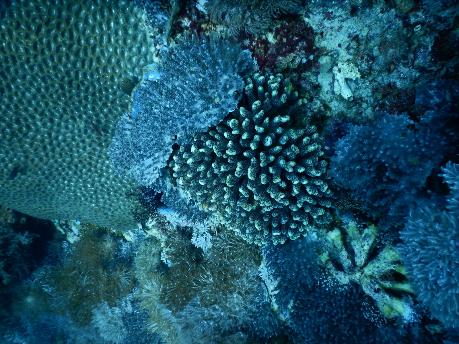 Nikon Coolpix AW130 sample photo. Coral, sea photography