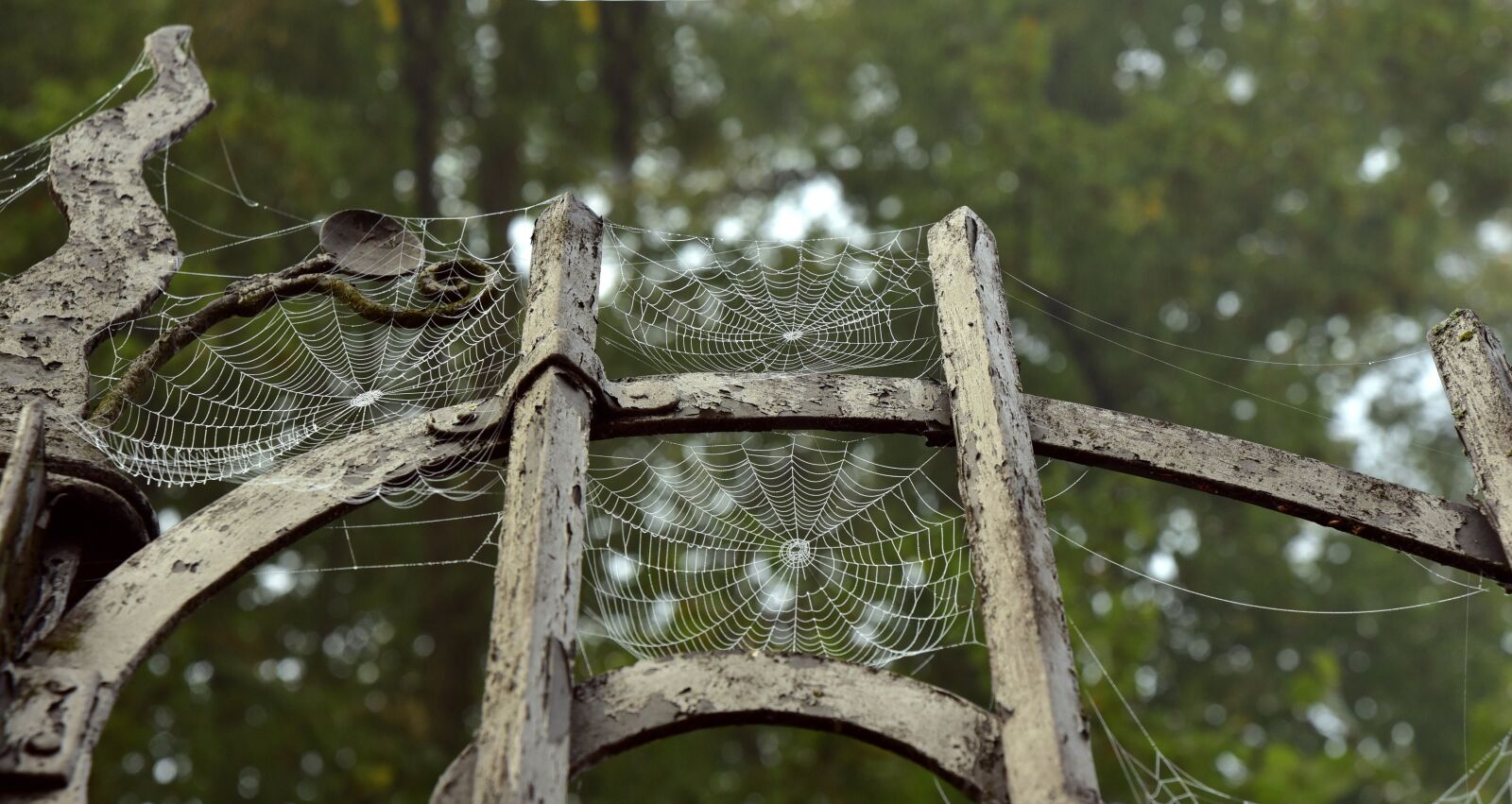 Nikon D750 sample photo. Metal, metal gate, spider photography