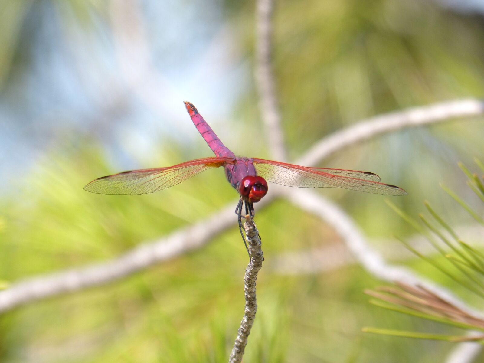 Panasonic DMC-FZ62 sample photo. Red dragonfly, pipe vinous photography