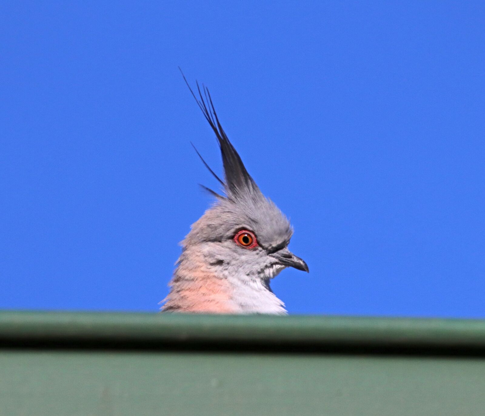 Canon EOS 800D (EOS Rebel T7i / EOS Kiss X9i) sample photo. Bird, crested pigeon, feathers photography