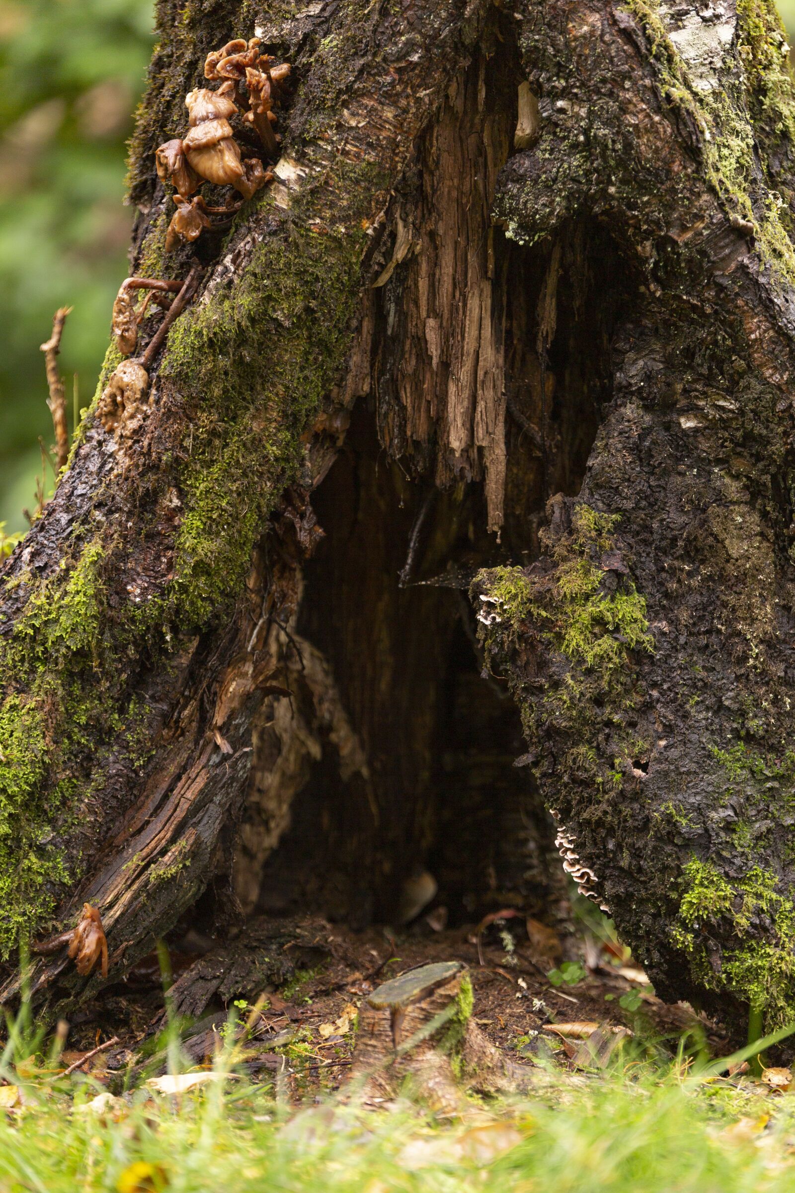 Canon EOS 5D Mark III sample photo. Muschroom, mushrooms, the nature photography