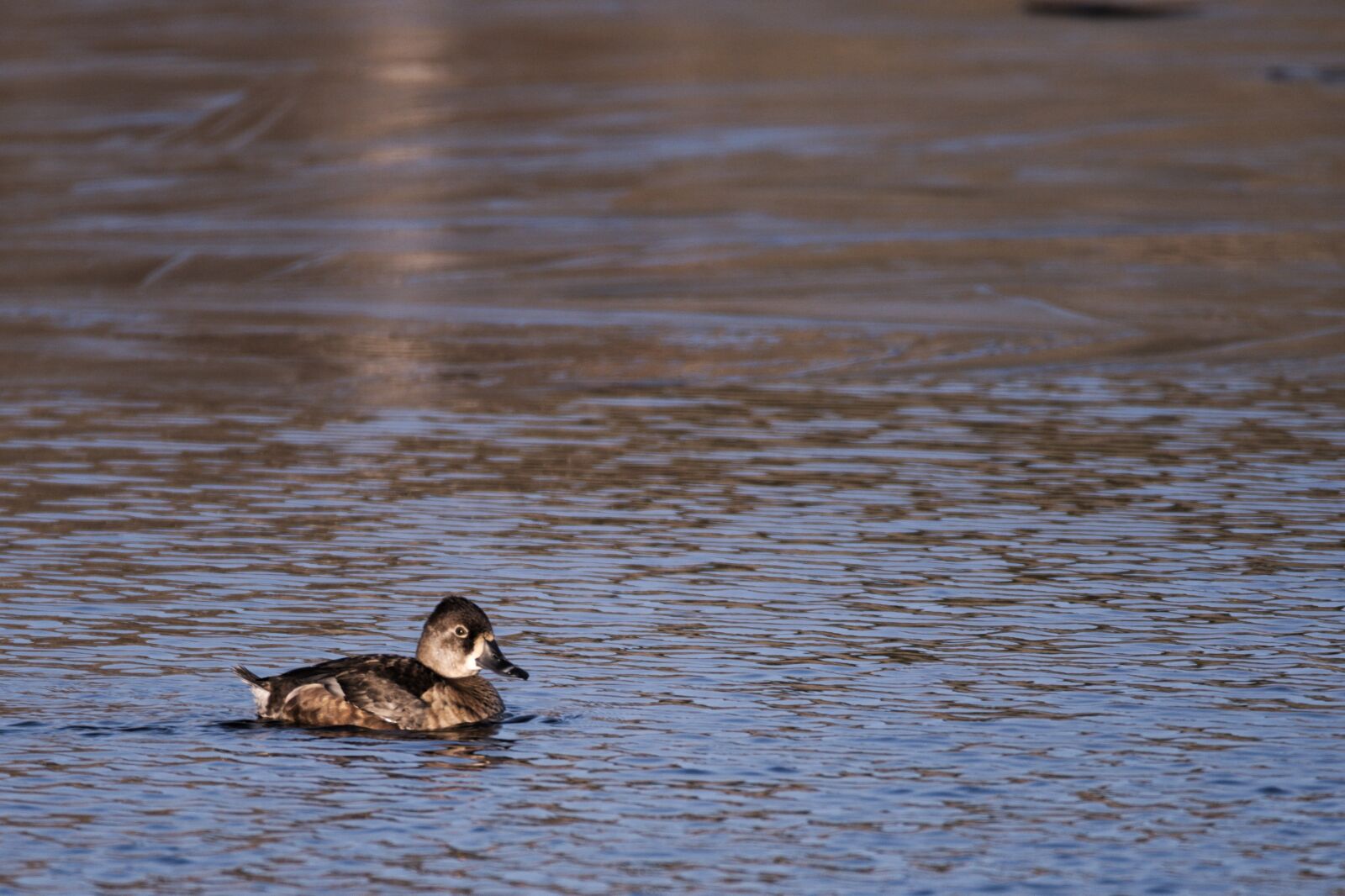 Nikon D5000 sample photo. Duck, water, mallard photography