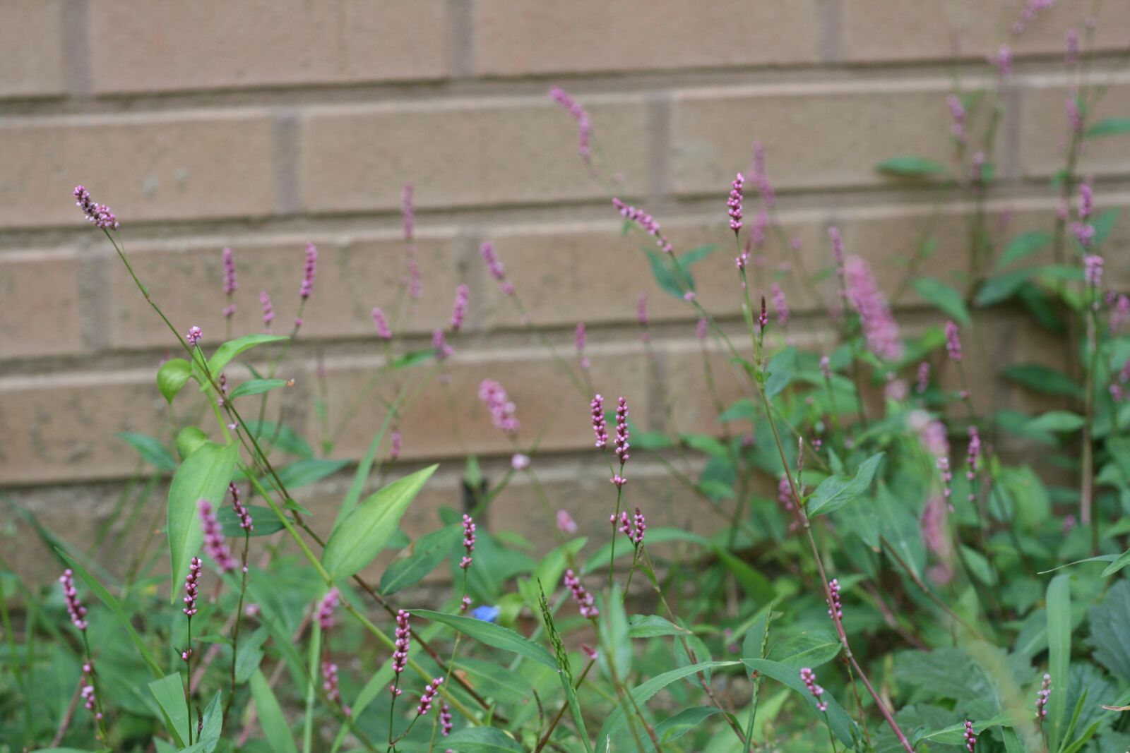 Canon EOS 400D (EOS Digital Rebel XTi / EOS Kiss Digital X) sample photo. Pepper smartweed, flower, nature photography