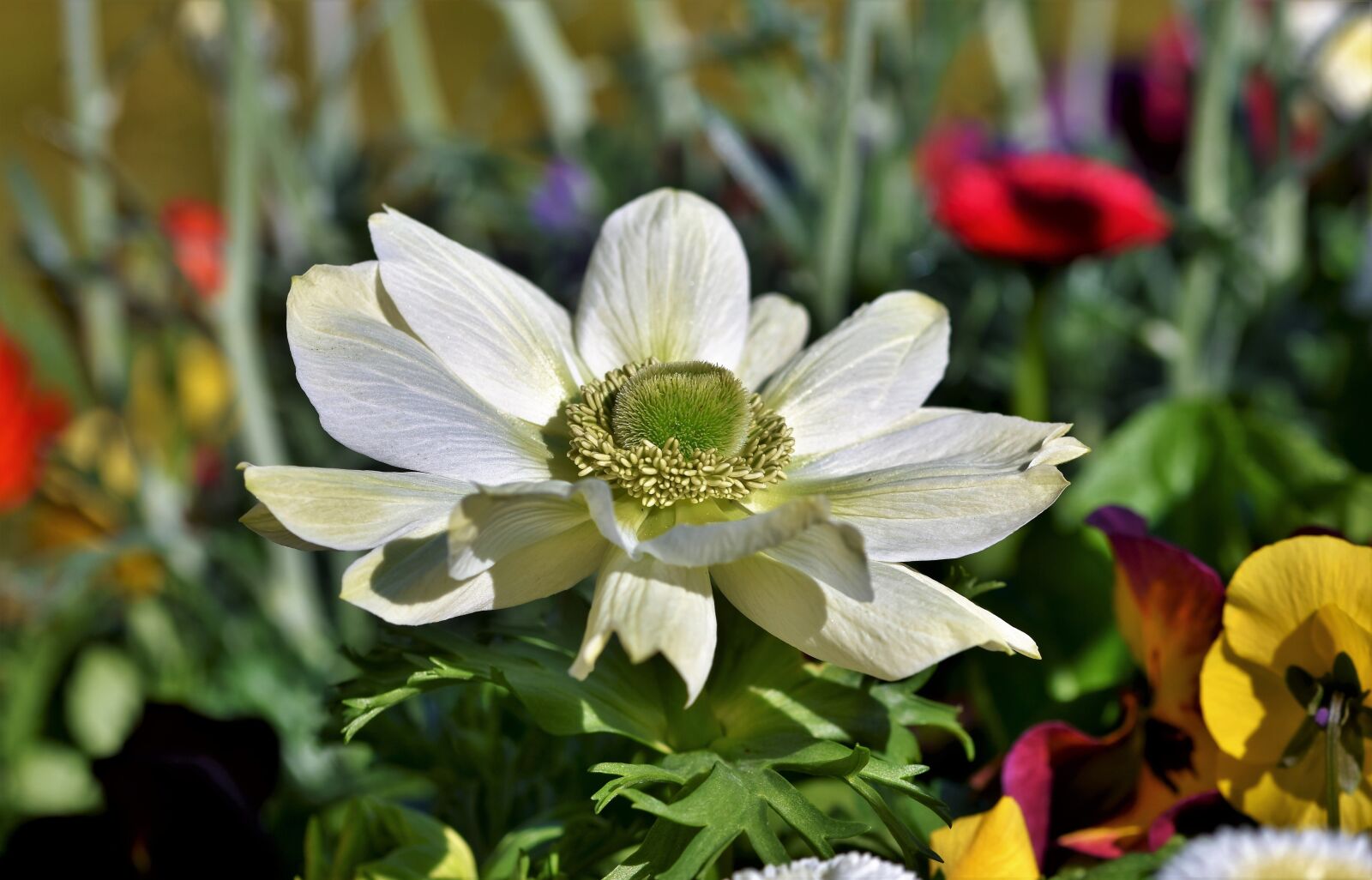 Nikon D7200 sample photo. Anemone, blossom, bloom photography