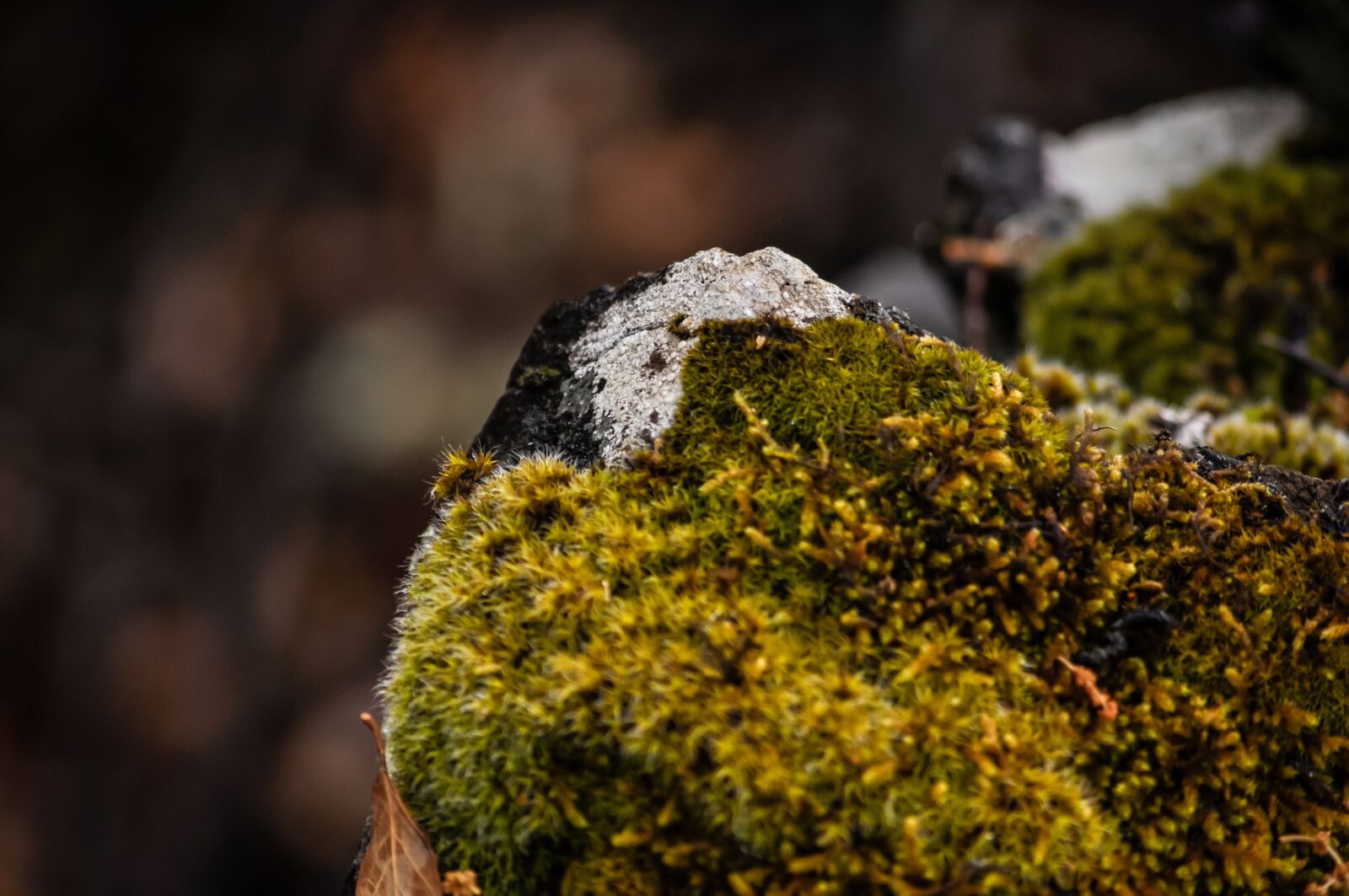 Nikon D90 sample photo. Moss, green, growth photography