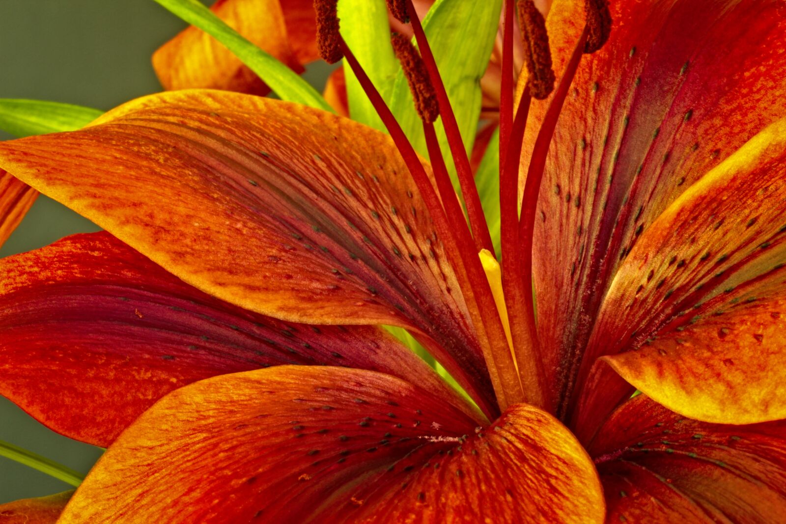 Canon EOS 550D (EOS Rebel T2i / EOS Kiss X4) sample photo. Nature, flower, lily photography