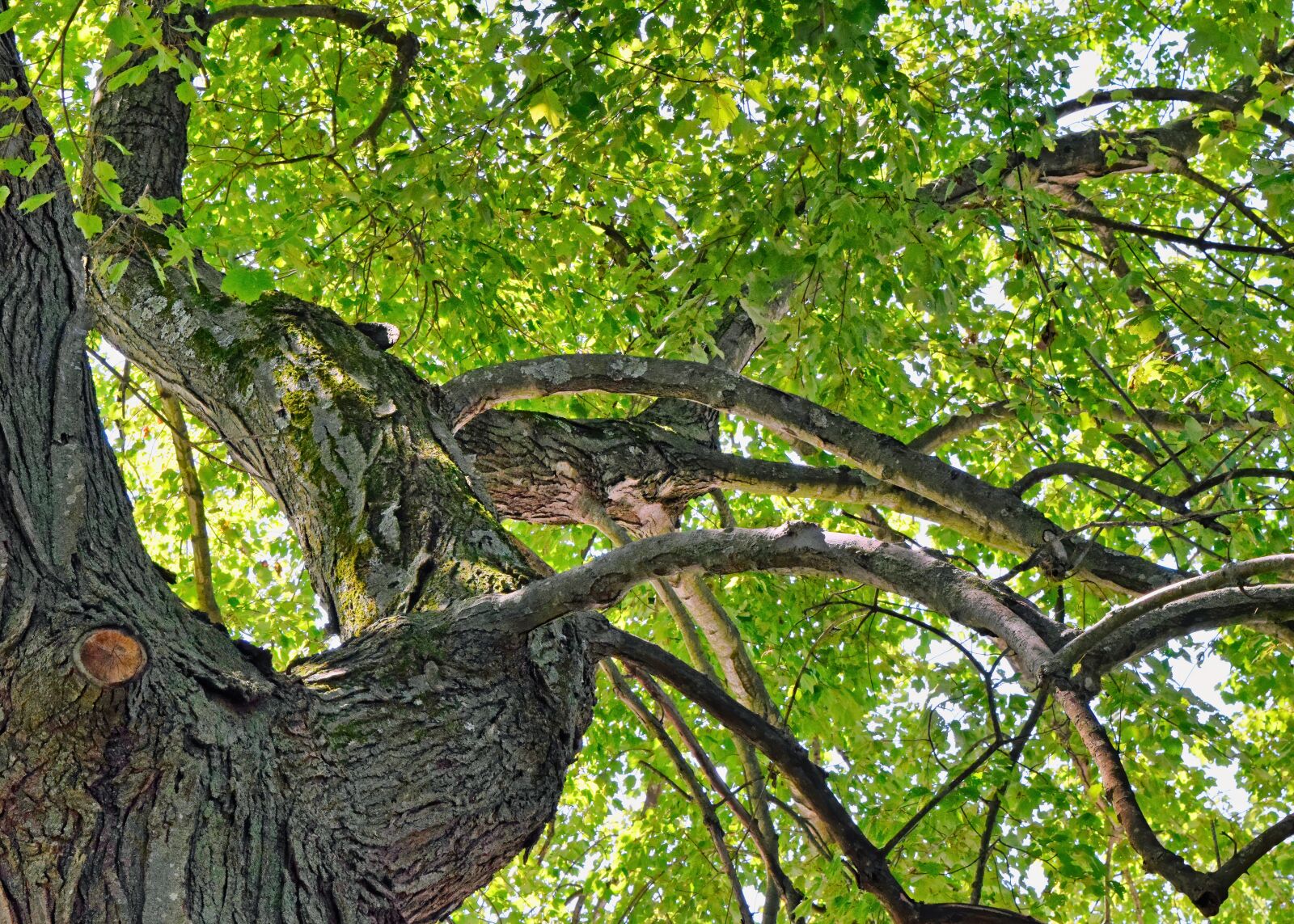 Nikon D3300 sample photo. Tree, branches, bark photography