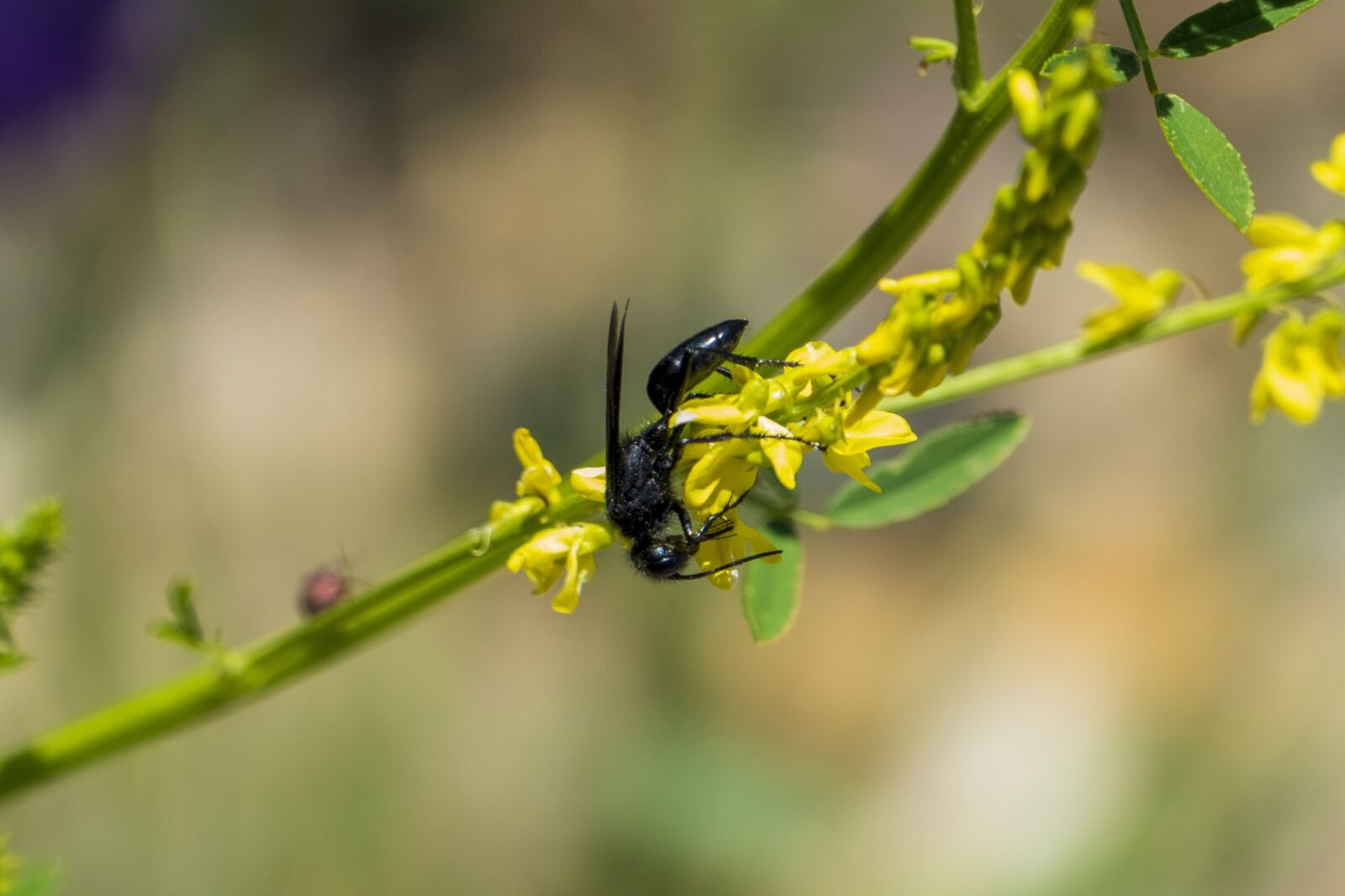 Panasonic Lumix DMC-FZ1000 sample photo. Insect, flower, wasp photography