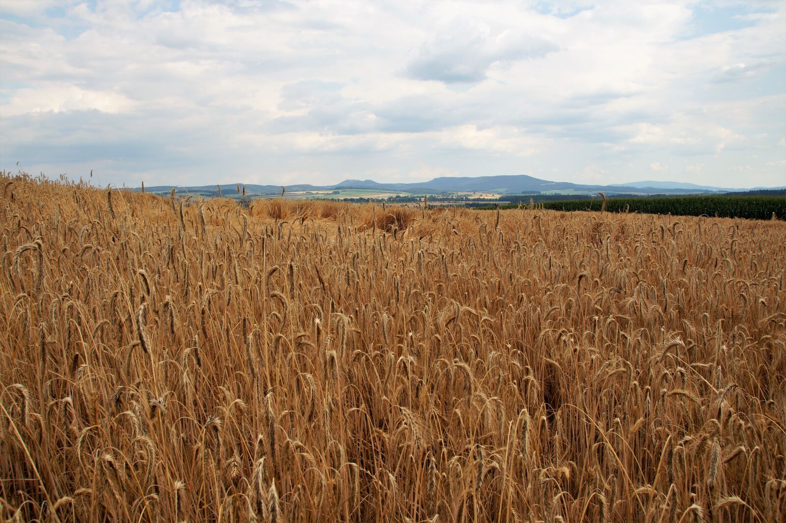 Sony SLT-A58 sample photo. Grain, field, landscape photography