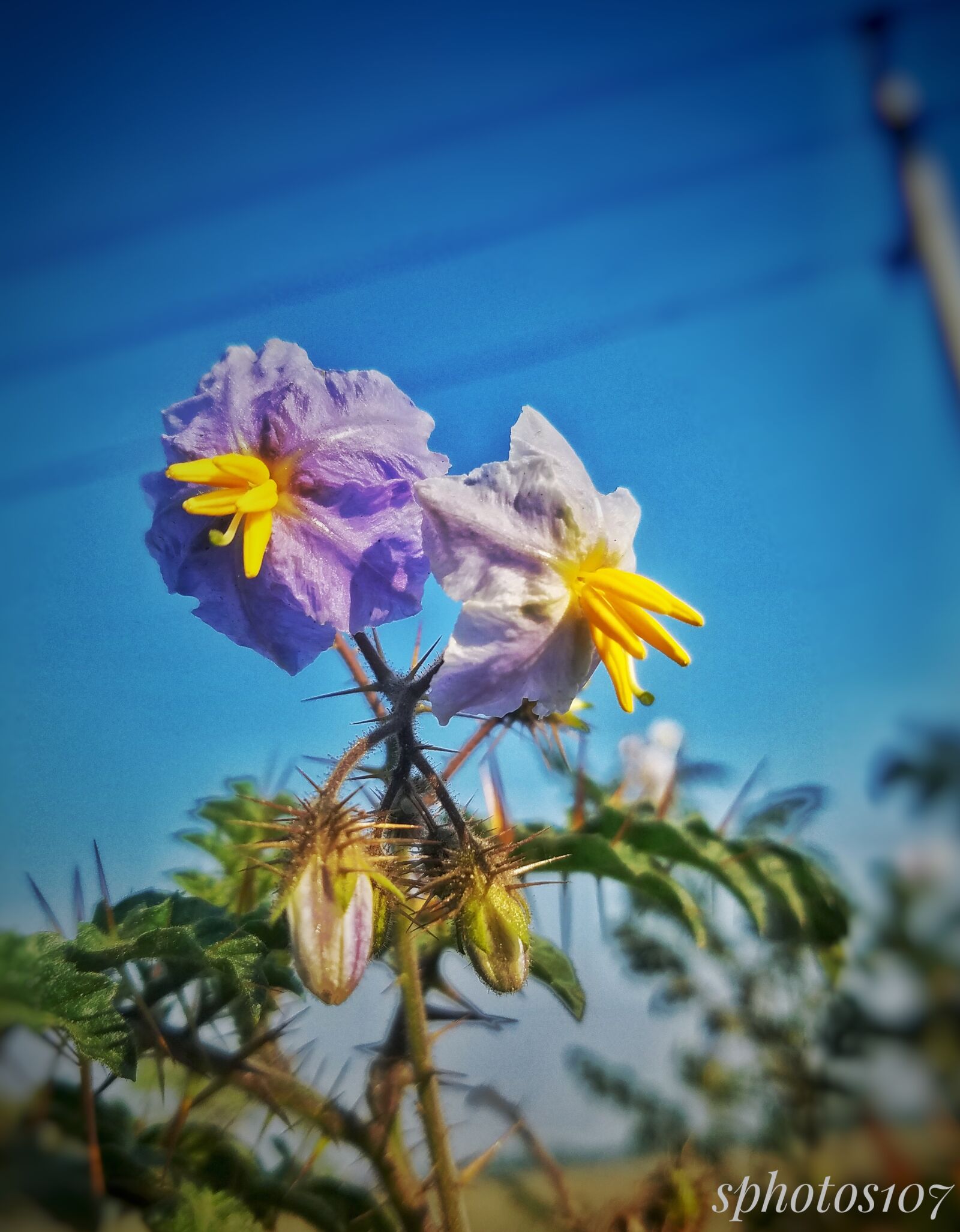 Samsung Galaxy S7 sample photo. Street flower, bangladesh, bright photography