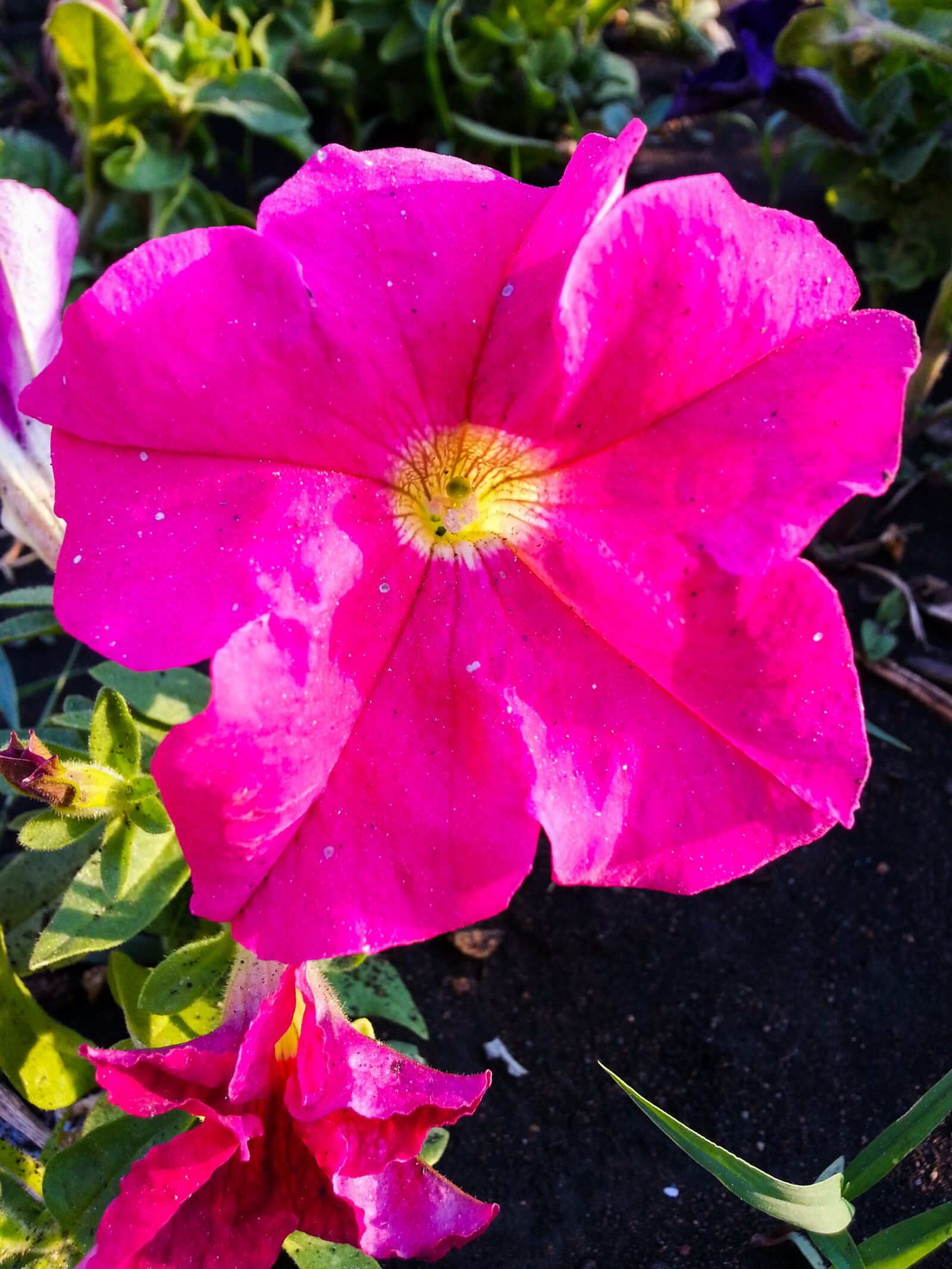 Samsung Galaxy S3 sample photo. Flowers, pink, petals photography