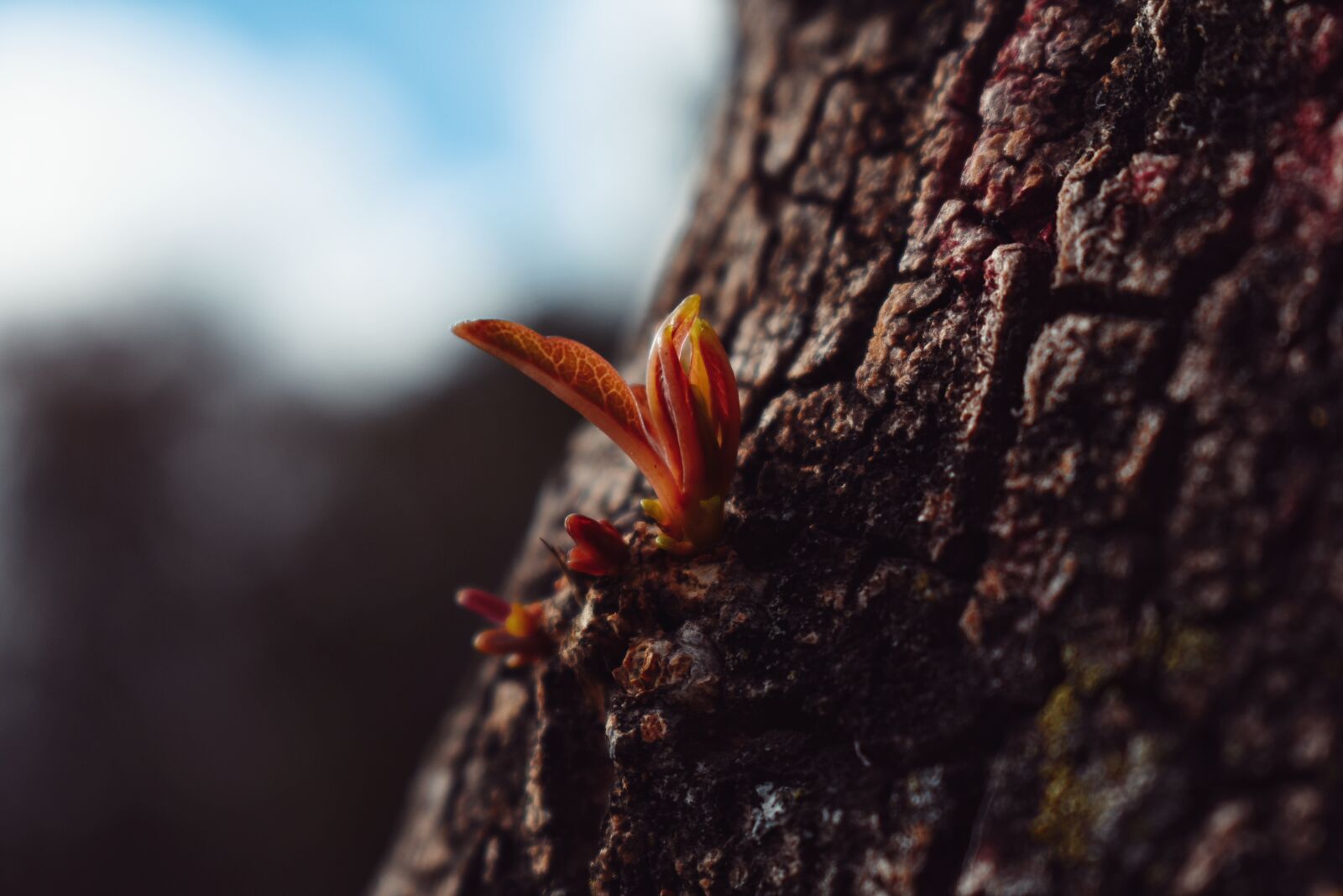 Nikon D3400 sample photo. Leaves, autumn, nature photography