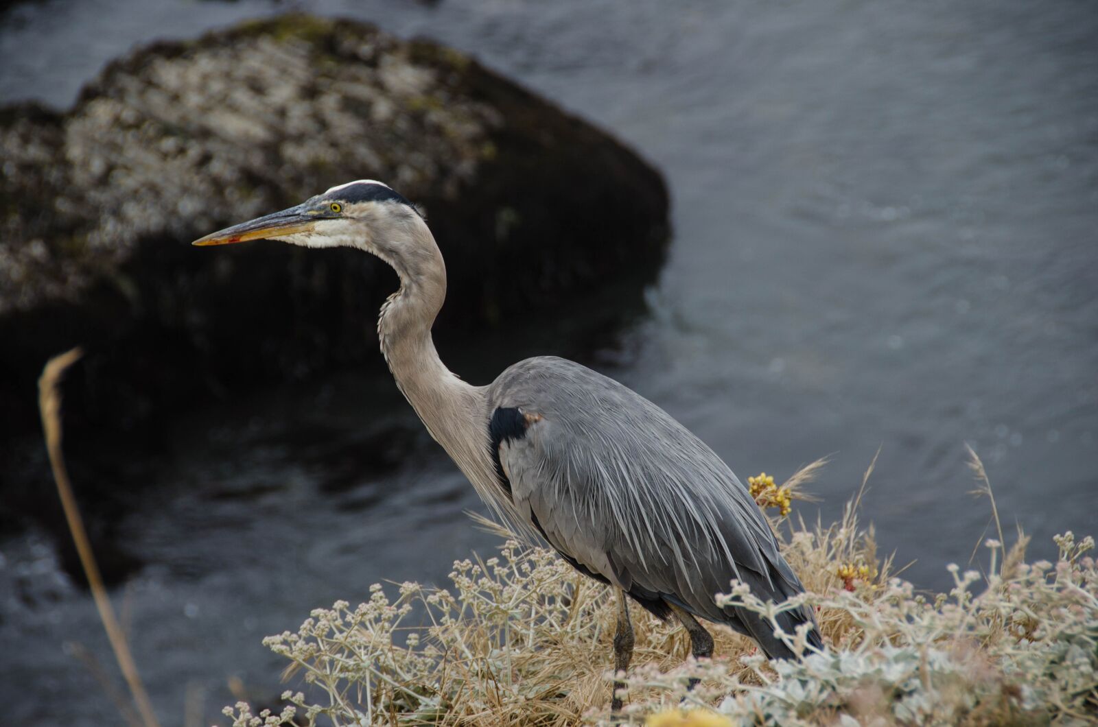 Nikon D7000 sample photo. Bird, sea, ocean photography