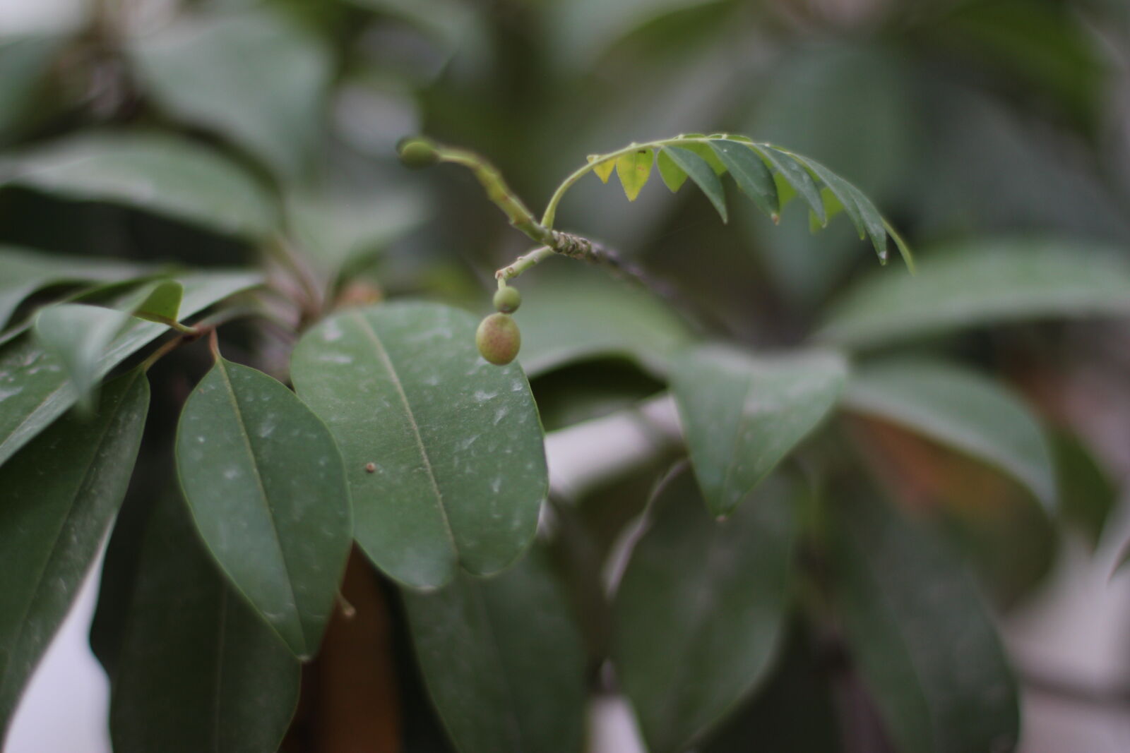Canon EOS 700D (EOS Rebel T5i / EOS Kiss X7i) + Canon EF 50mm F1.4 USM sample photo