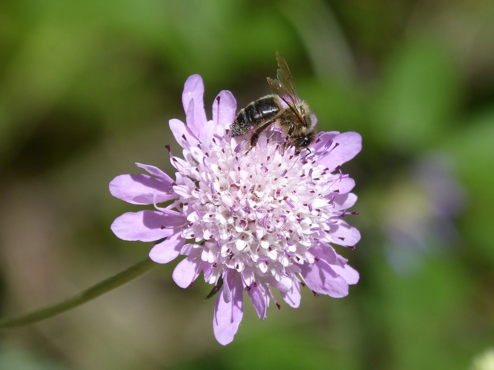 Panasonic DMC-FZ62 sample photo. Bee, libar, pollen photography