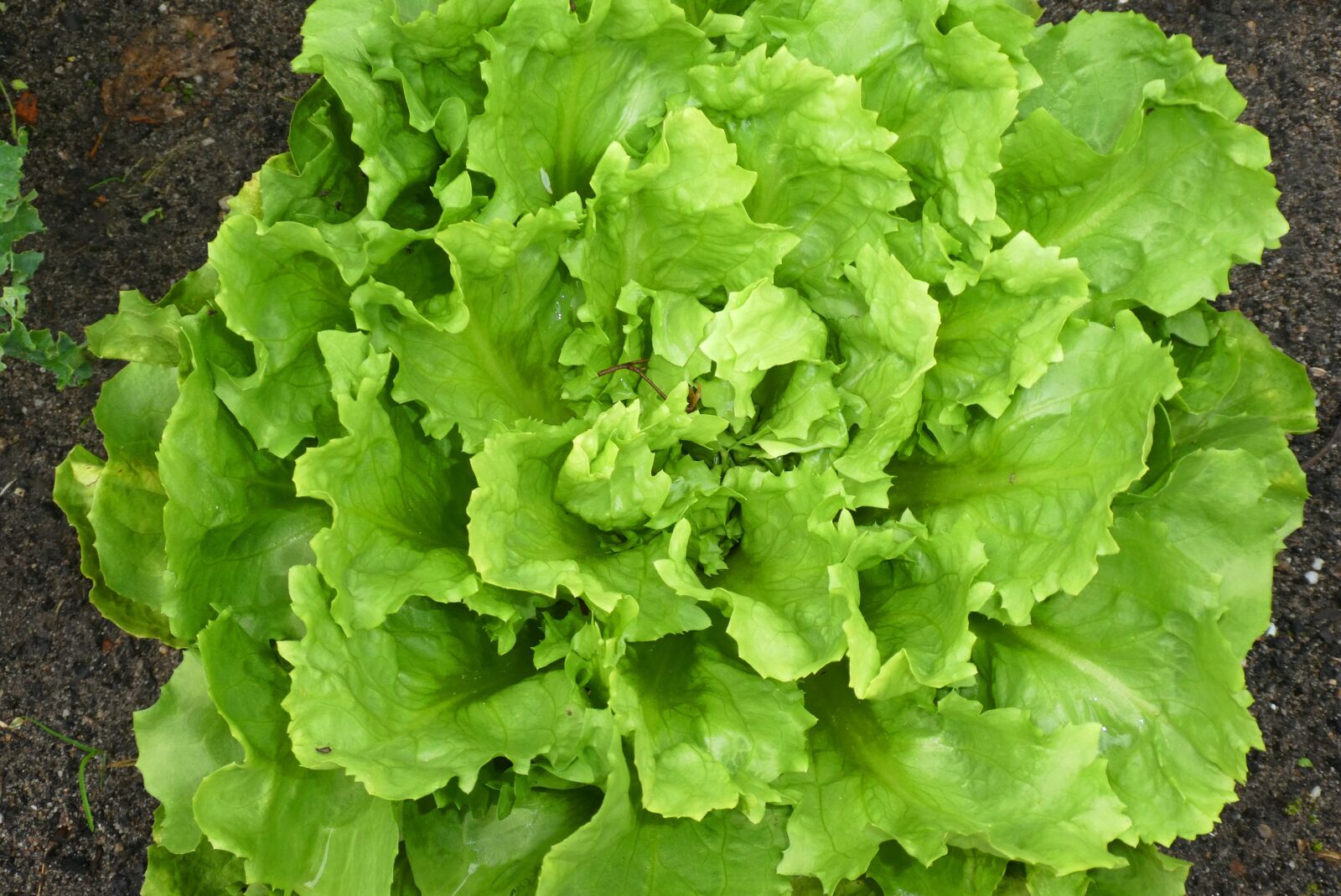 Panasonic Lumix DC-ZS70 (Lumix DC-TZ90) sample photo. Endive, vegetable, garden photography