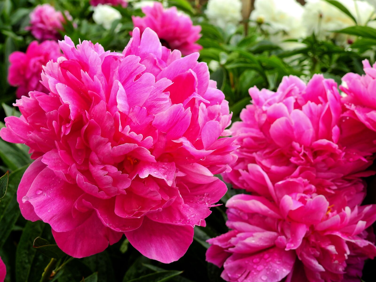 Nikon Coolpix P900 sample photo. Flower, blossom, bloom photography