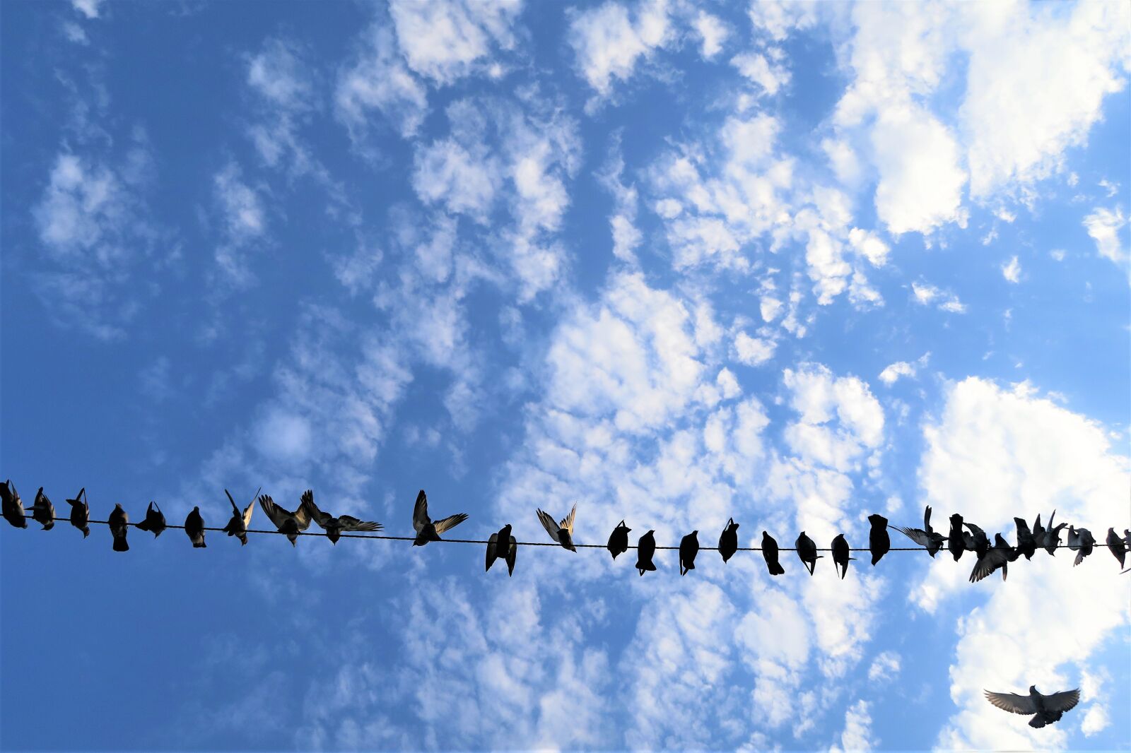 Canon PowerShot G7 X sample photo. Birds, nature, sky photography