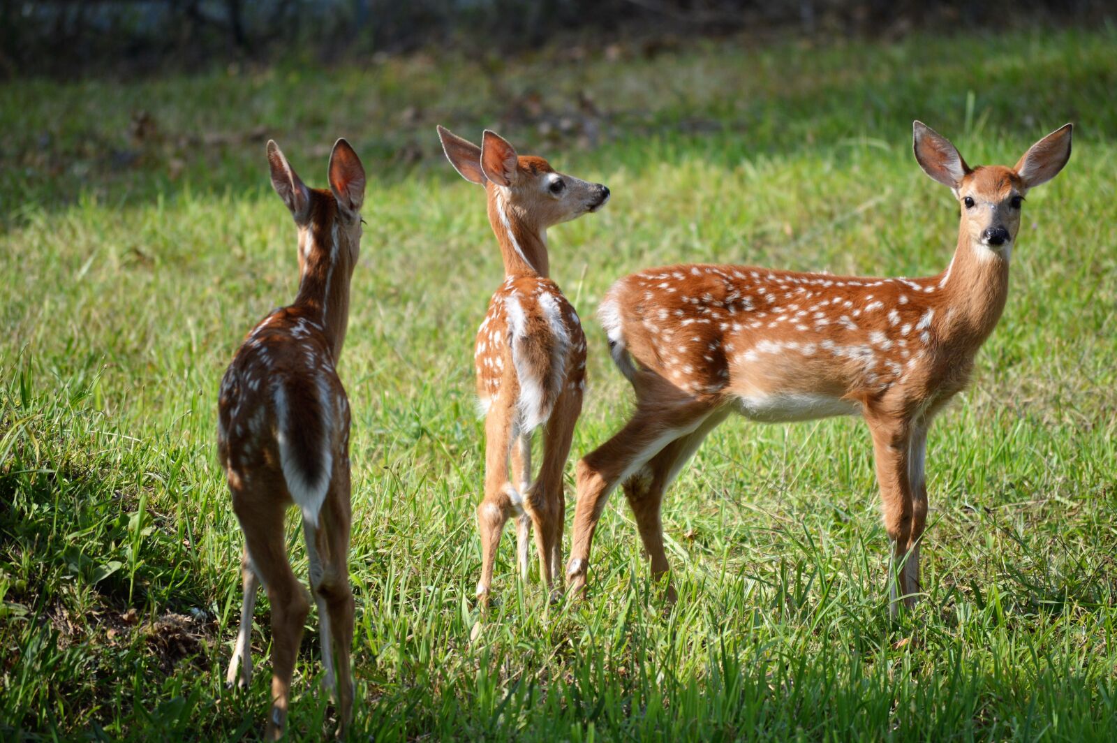 Nikon D3200 sample photo. Deer, mammals, wildlife photography