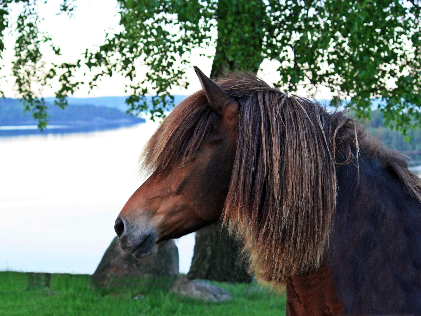 Canon EOS 450D (EOS Rebel XSi / EOS Kiss X2) sample photo. Animals, horse, summer photography