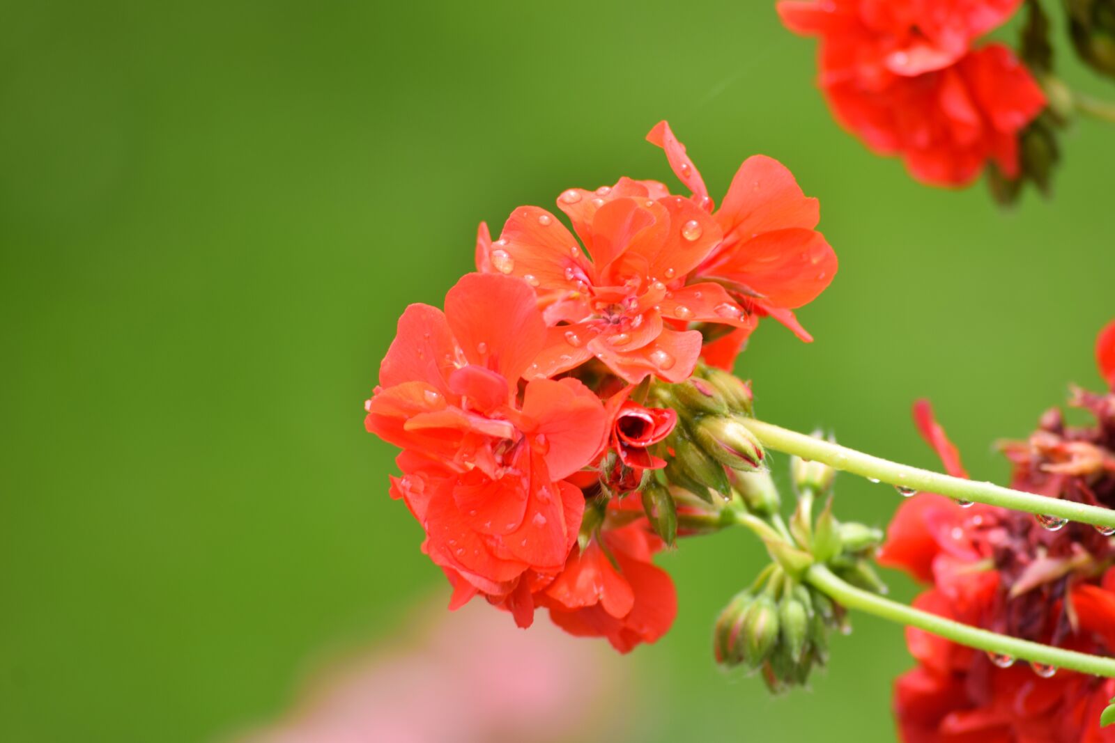 Nikon D3300 sample photo. Rose, flower, petal photography