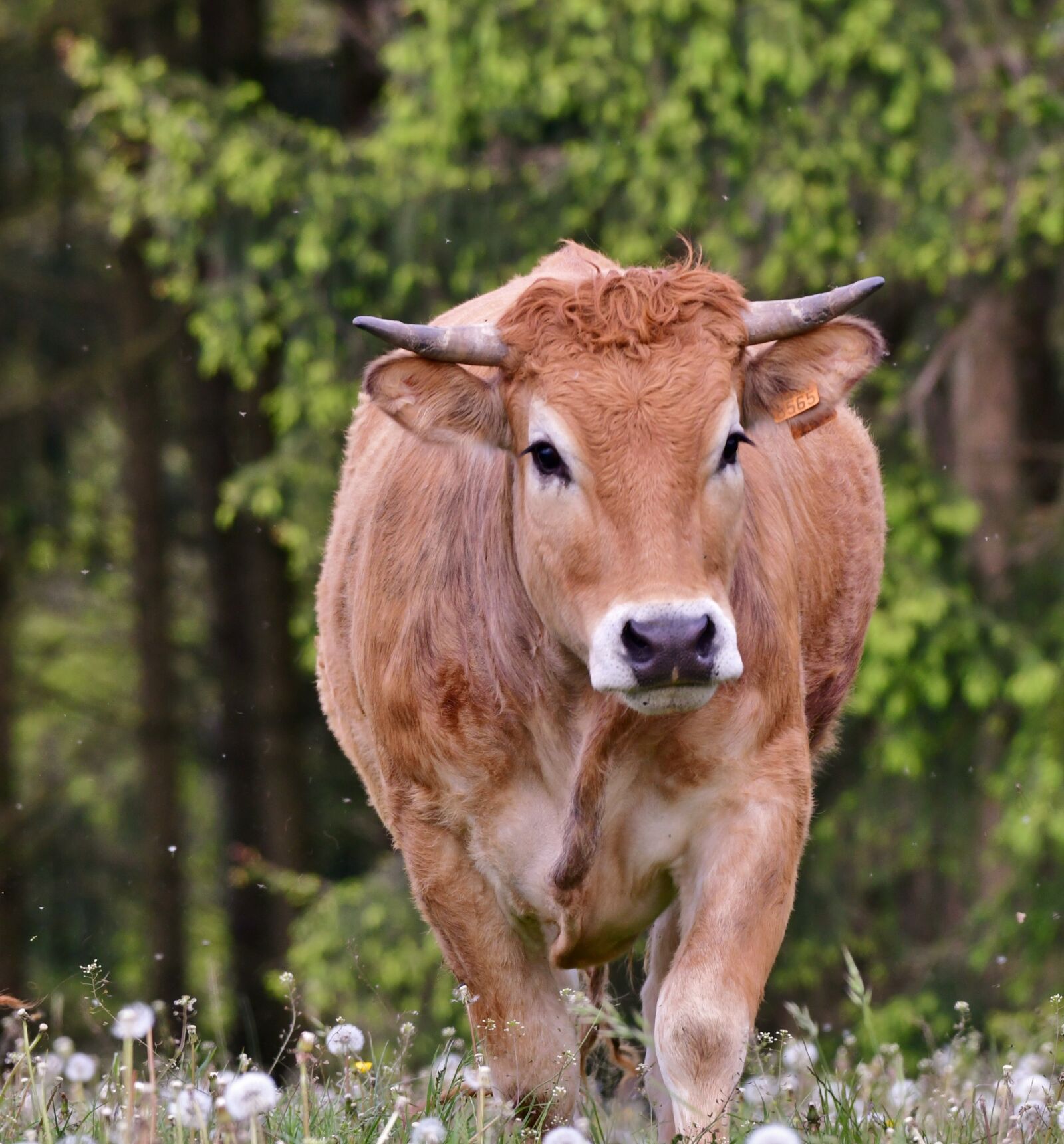 Nikon D500 sample photo. Cow, animal, mammal photography