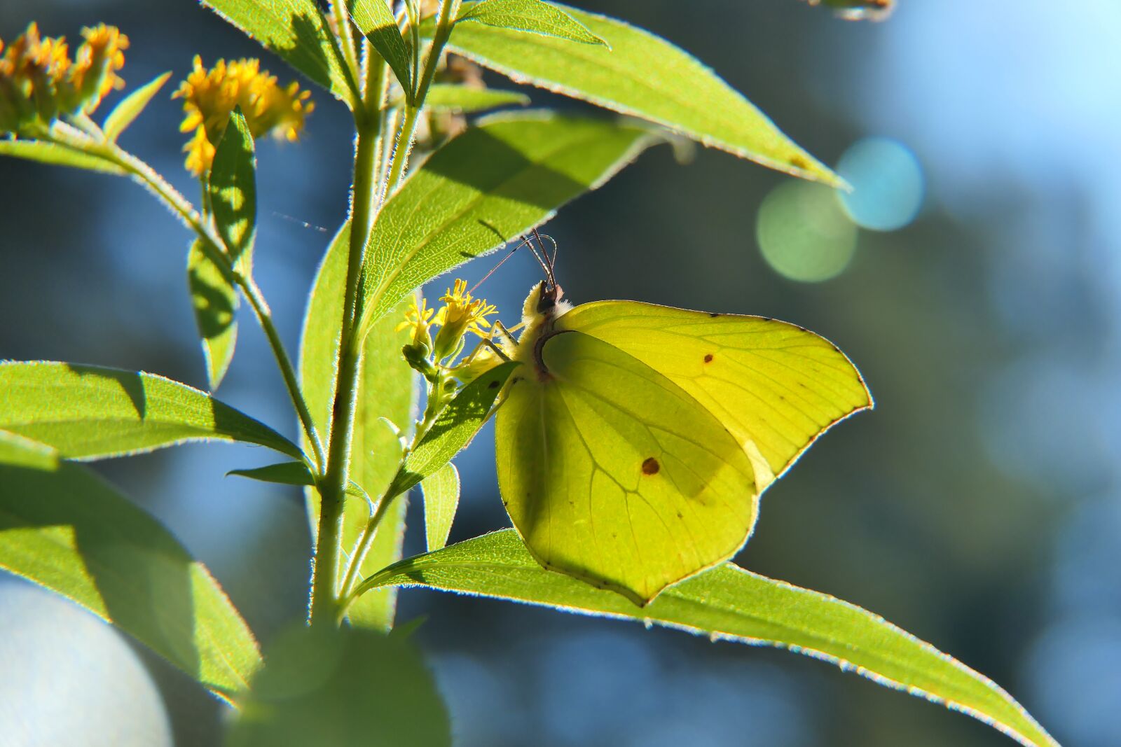 Panasonic Lumix DMC-FZ2500 (Lumix DMC-FZ2000) sample photo. Latolistek sulphur butterfly, butterfly photography