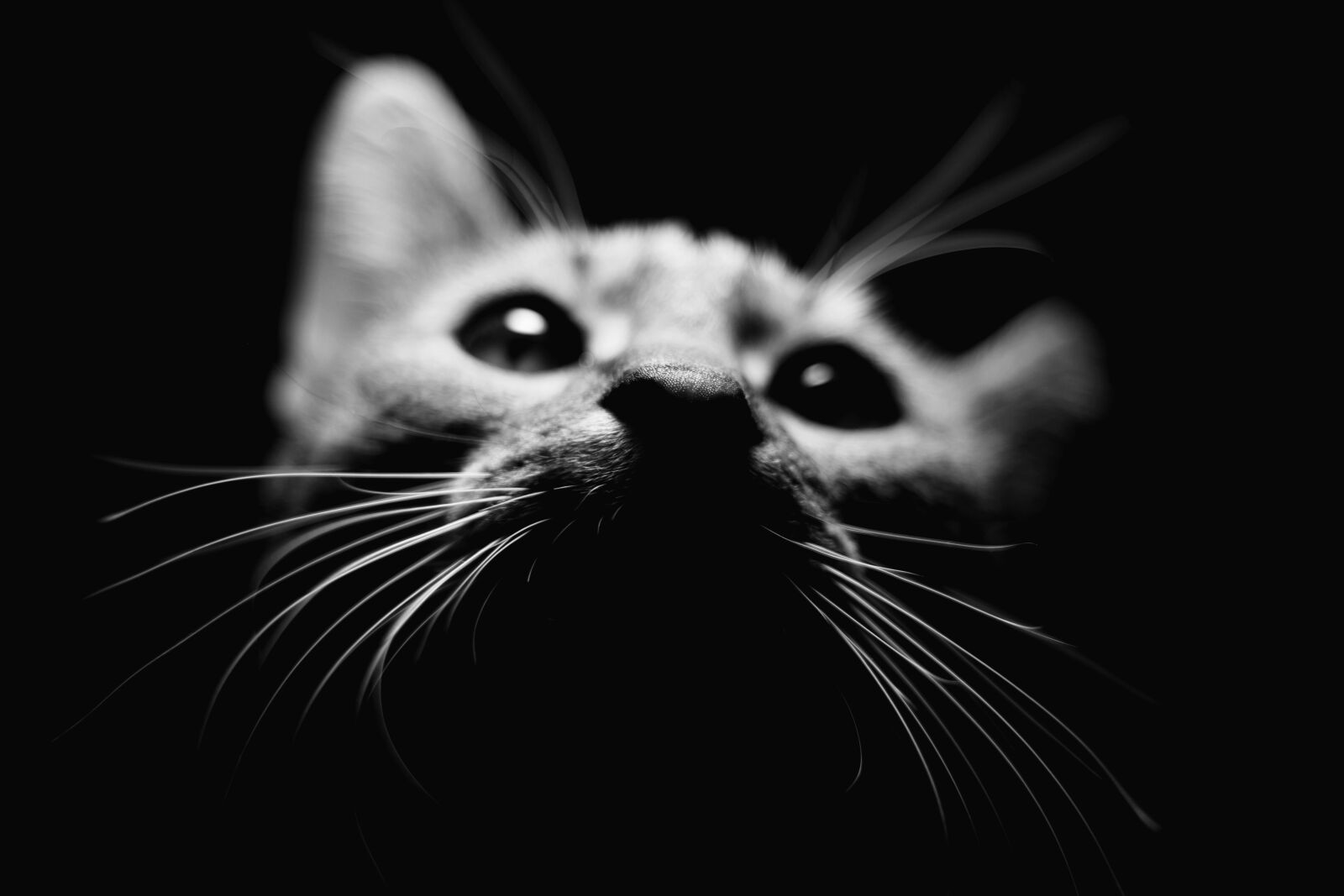 Canon EOS 80D sample photo. Cat, animal, fur photography