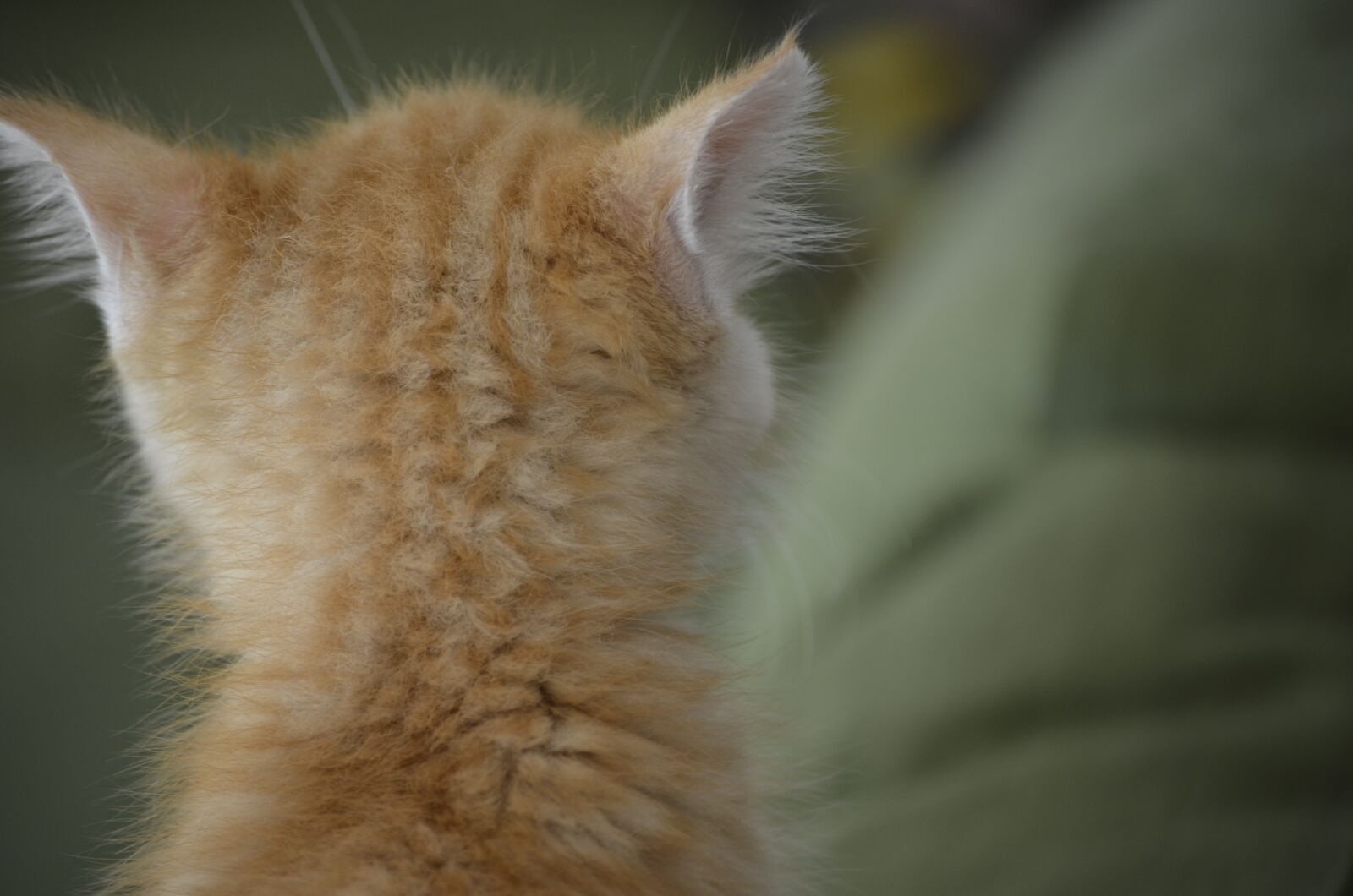 Nikon D5100 sample photo. Cat, kitten cat from photography
