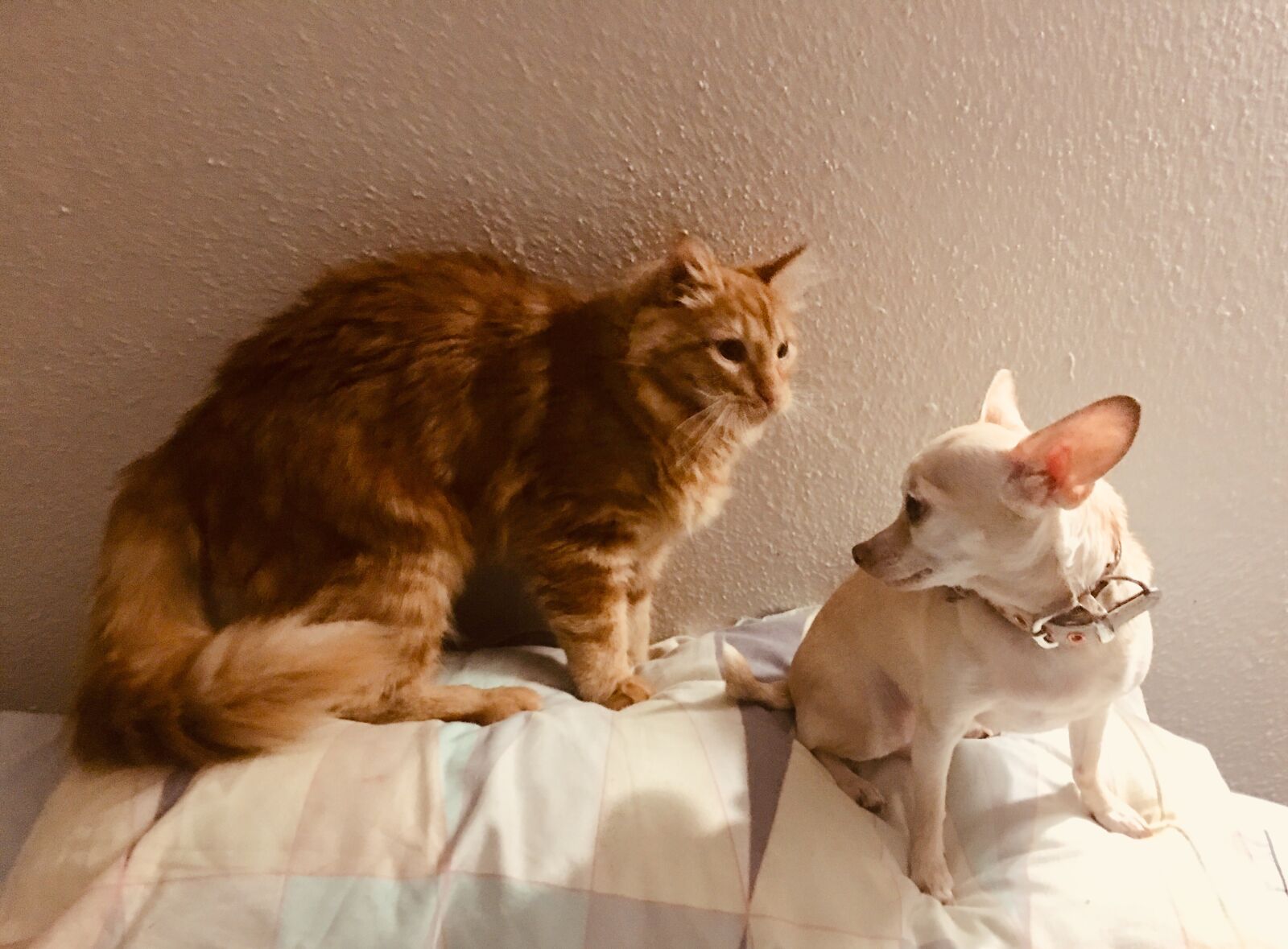 iPhone 6s Plus back camera 4.15mm f/2.2 sample photo. Cat, dog, pets photography