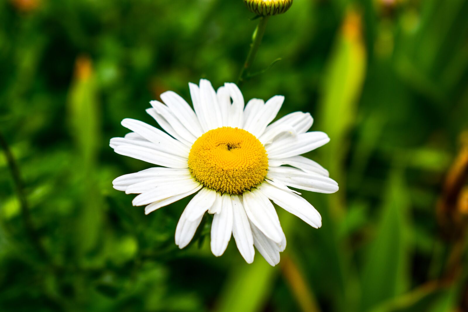 Nikon D3400 sample photo. Plant, nature, flower photography
