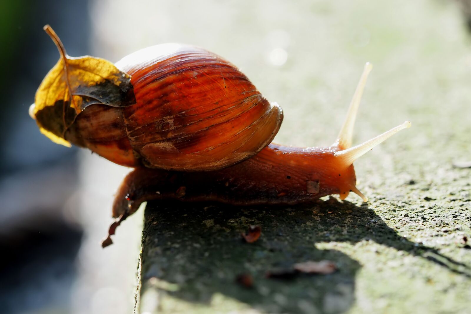 Olympus M.Zuiko Digital ED 60mm F2.8 Macro sample photo. Snail, small, shell photography