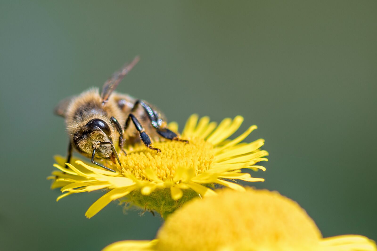 Nikon D500 + Tokina AT-X Pro 100mm F2.8 Macro sample photo. Bee, insect, forage photography