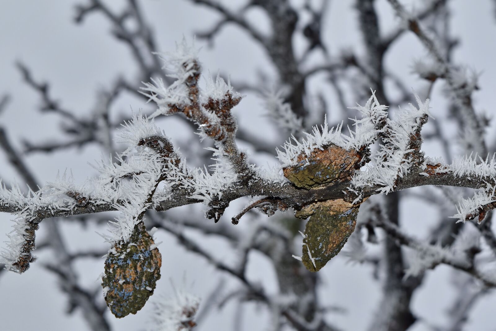 Nikon D5500 sample photo. Cold, frost, ice crystal photography