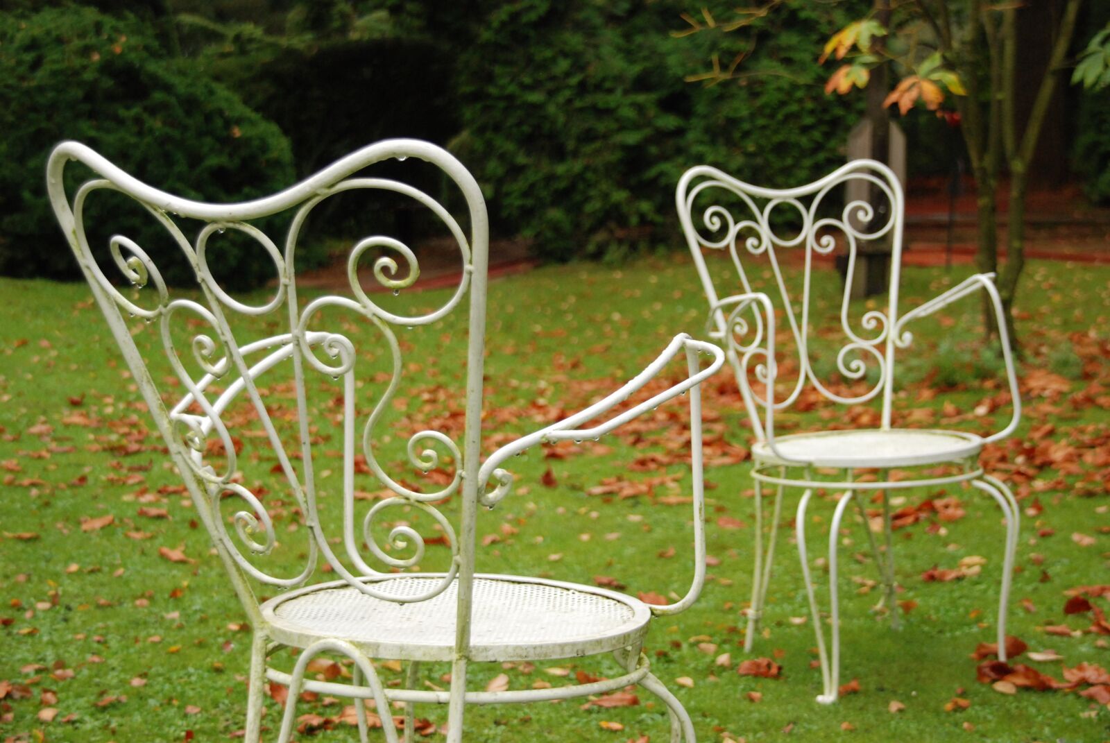 Nikon D80 sample photo. Garden, nature, rain photography