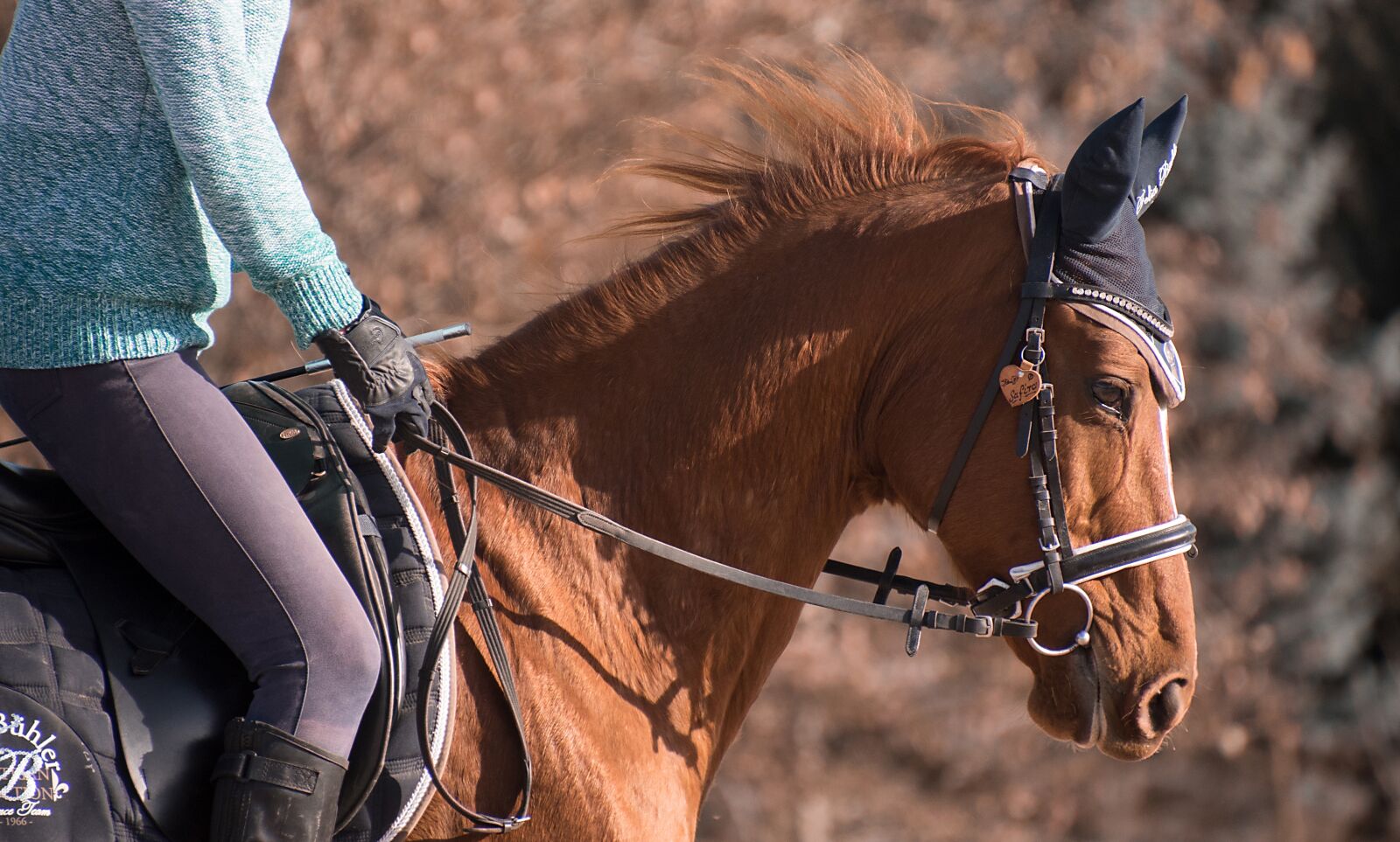 Nikon D750 sample photo. Horse, animal, ride photography